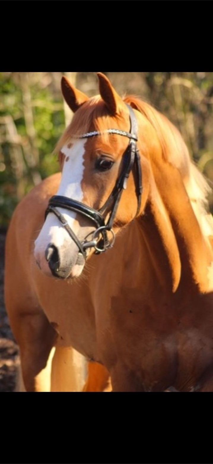 ander dressuurpony ruin 8 ans vos à vendre - Photo 3
