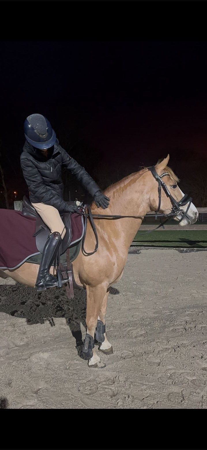 ander dressuurpony ruin 8 ans vos à vendre - Photo 4