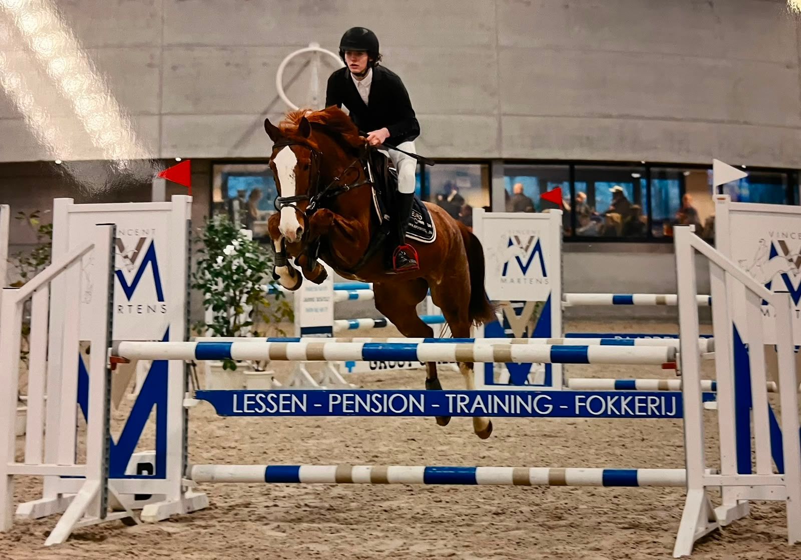 bwp springpaard ruin 7 years old vos for sale - Photo 2