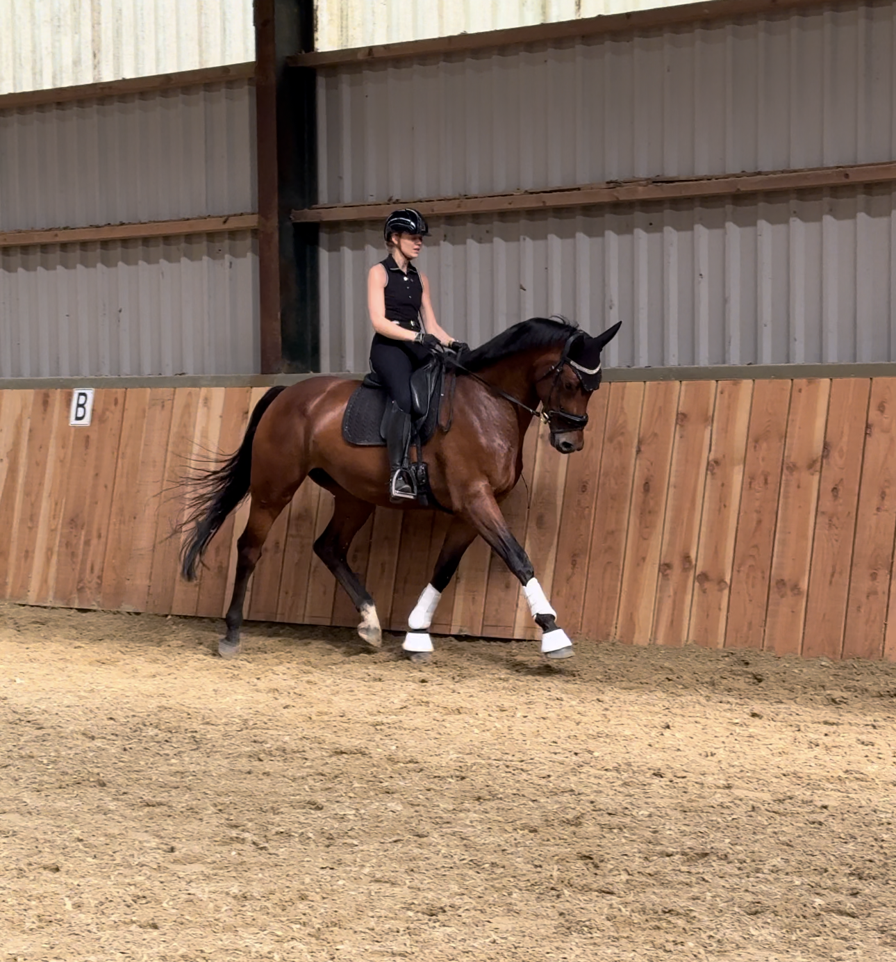 kwpn dressuurpaard ruin 7 år bruin till salu - Foto 3
