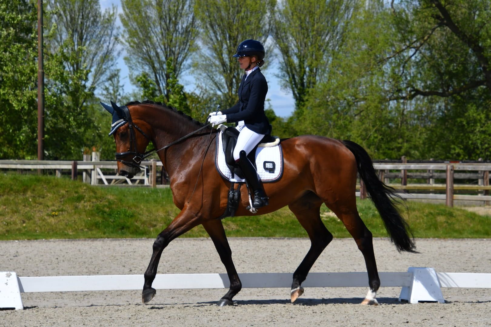 kwpn dressuurpaard ruin 7 år bruin till salu - Foto 6