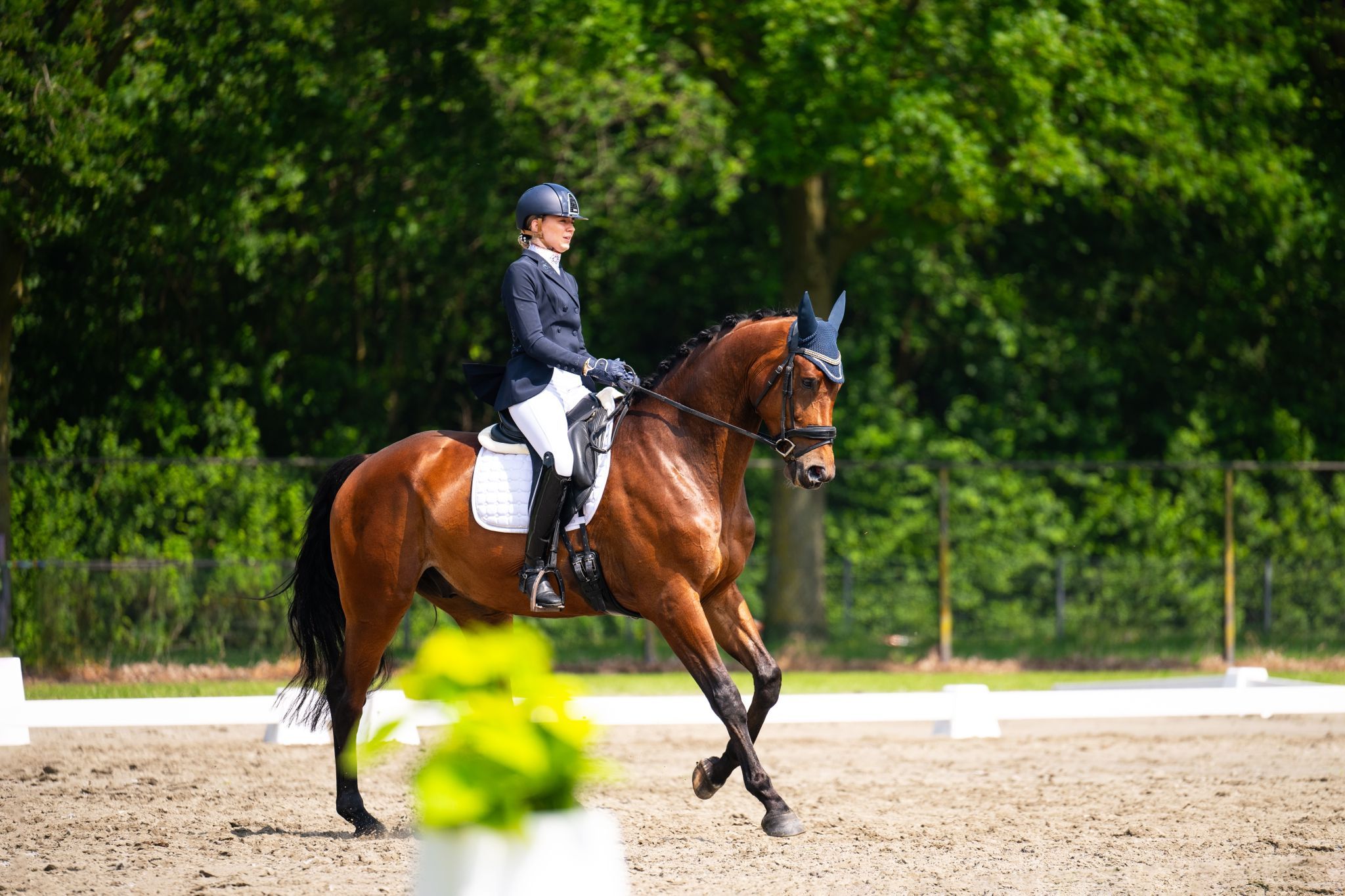 kwpn dressuurpaard ruin 7 år bruin till salu - Foto 2