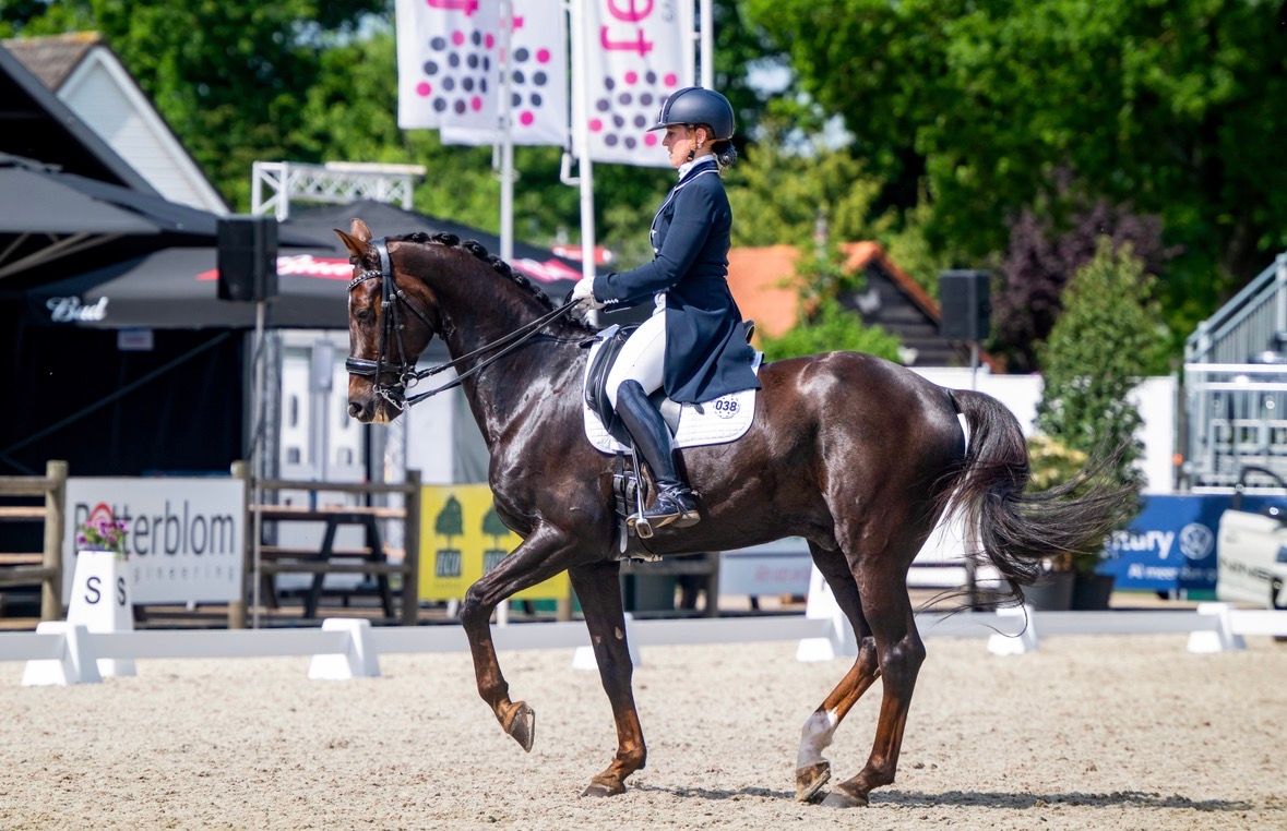 GrandPrix dressuurpaard