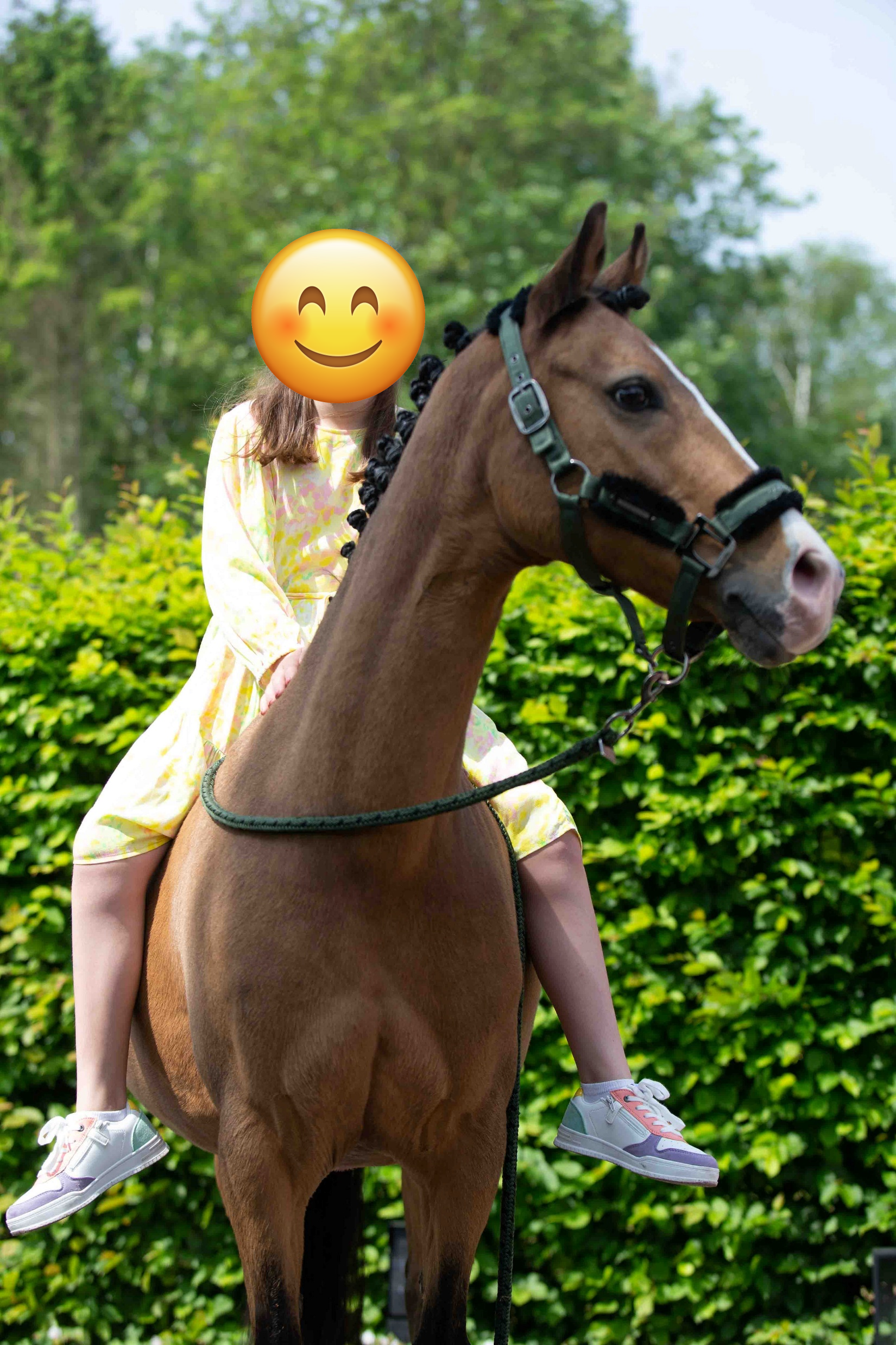 duitse-rijpony allround-pony merrie 17 سنوات andere-kleur للبيع - صورة 6