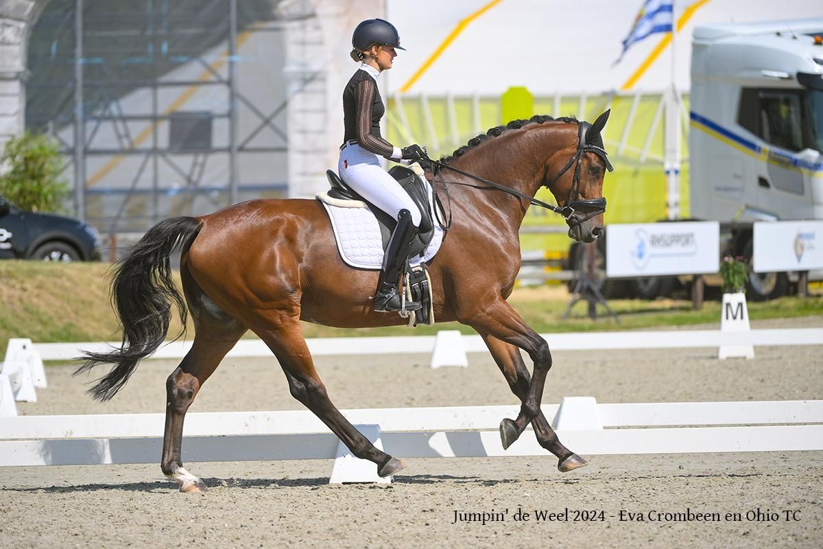 Talented 7-year-old Z-class dressage gelding