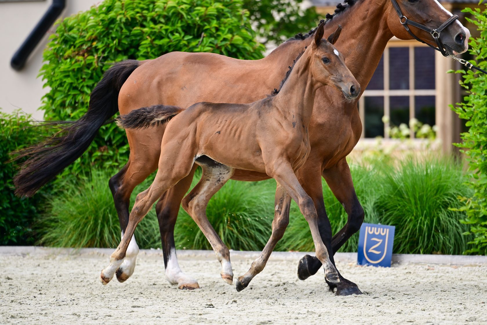 zangersheide springpaard merrie 0 years old bruin for sale - Photo 3