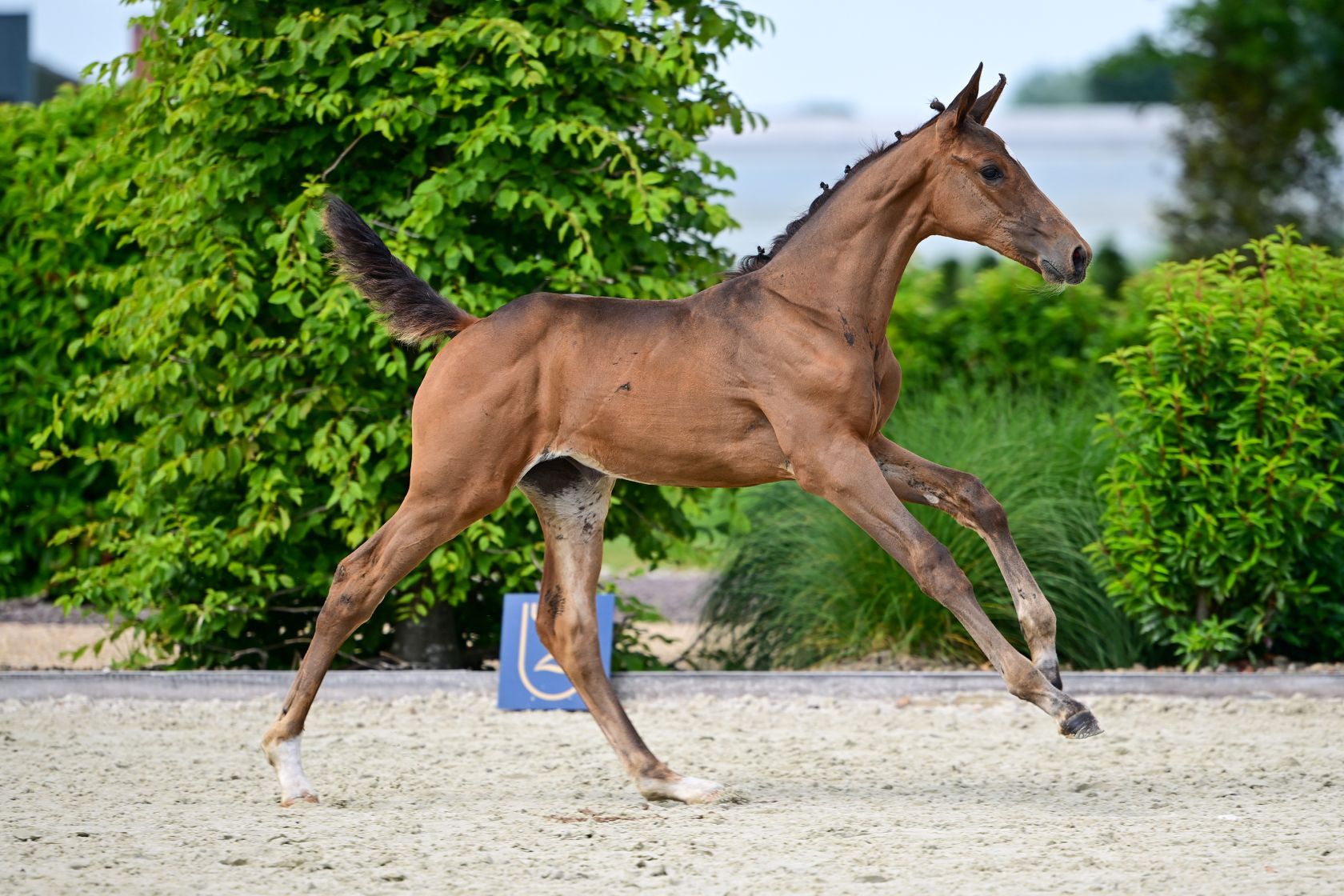 zangersheide springpaard merrie 0 years old bruin for sale - Photo 2