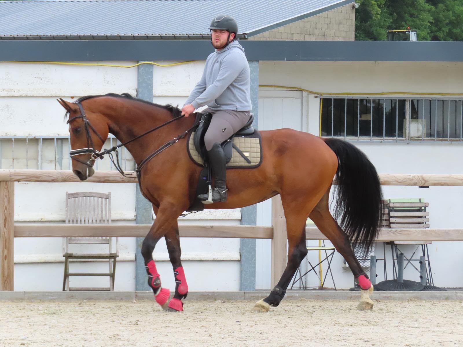 kwpn allrounder merrie 8 jaar bruin te koop - Foto 2
