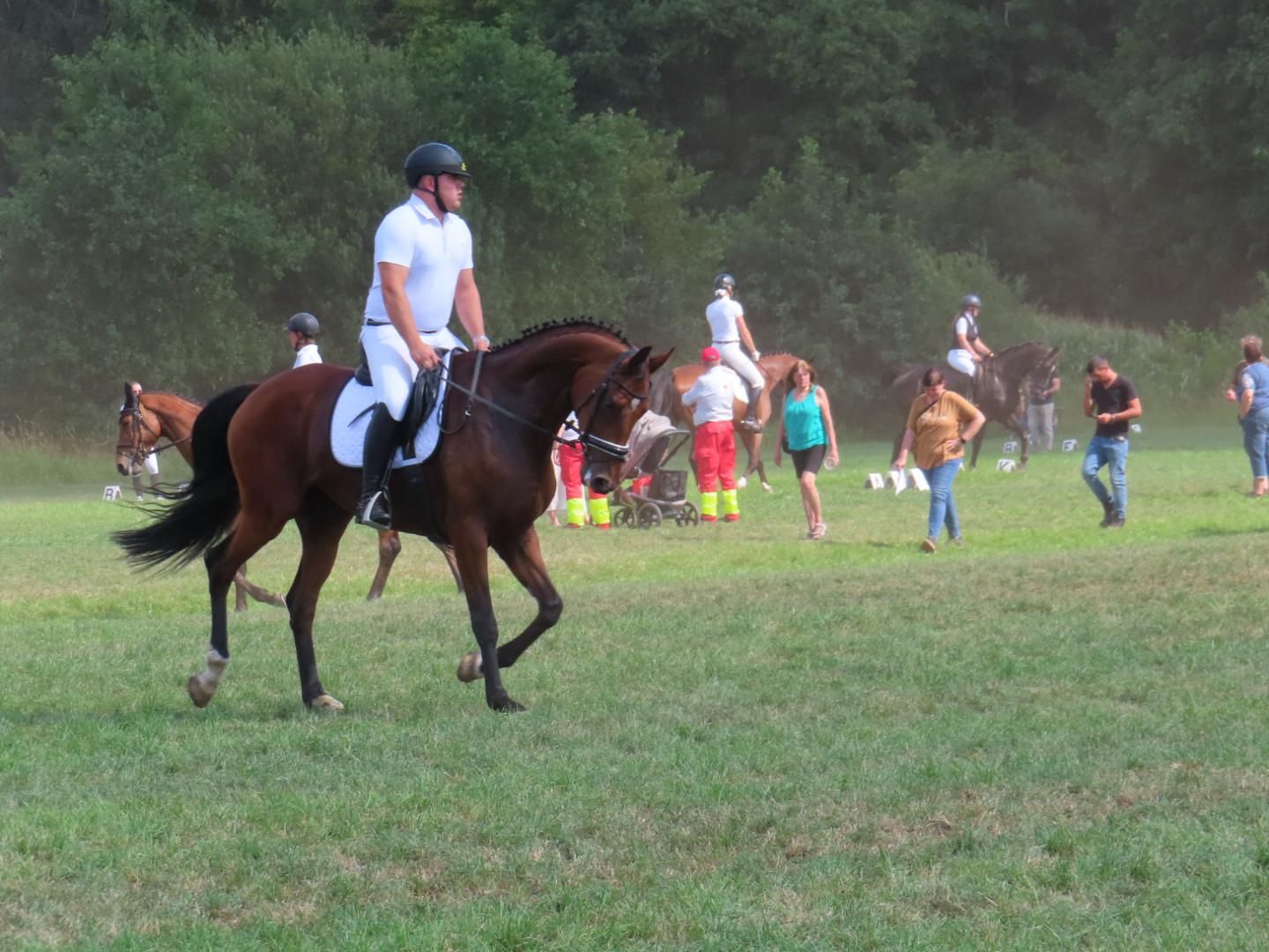 kwpn allrounder merrie 8 jaar bruin te koop - Foto 4
