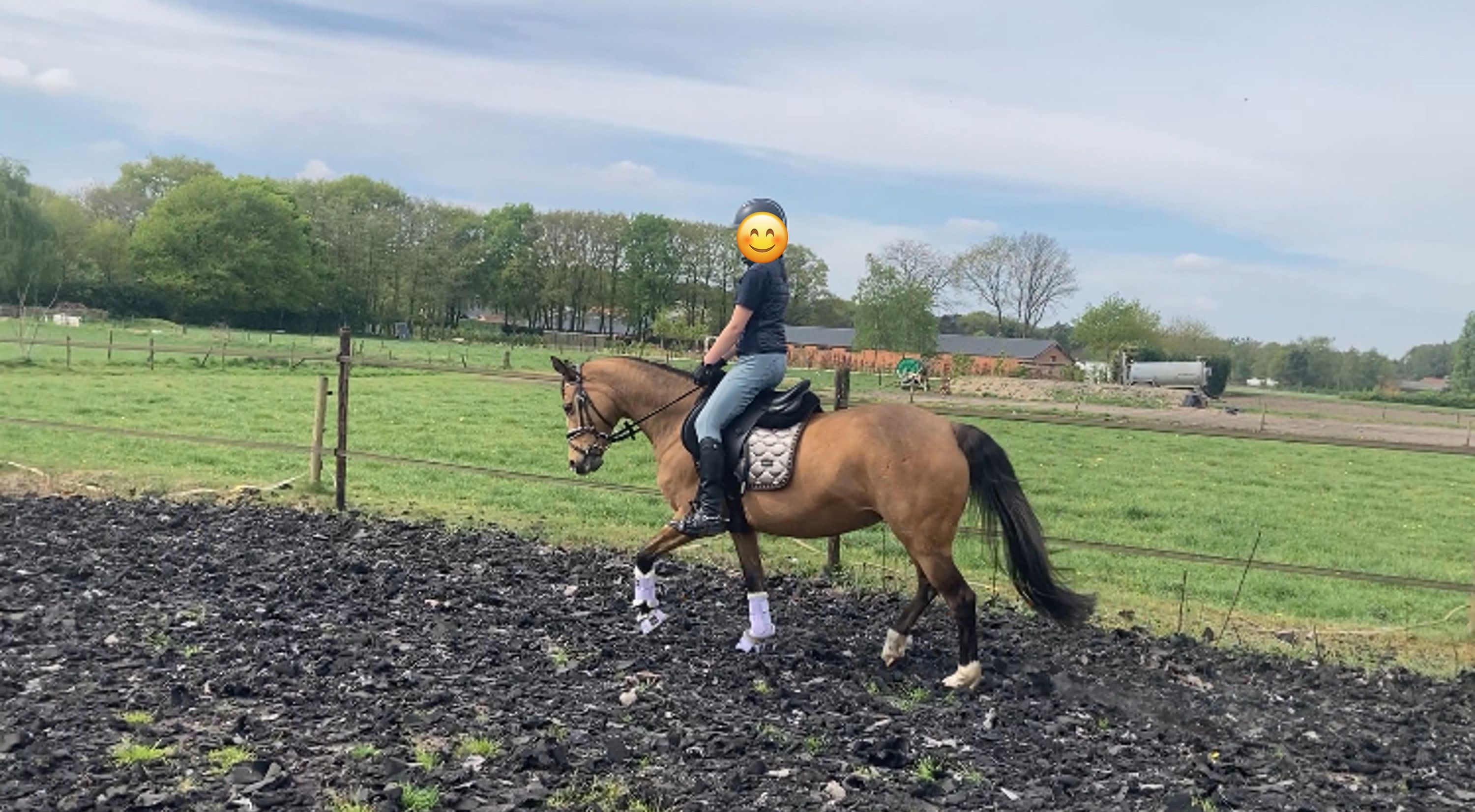 duitse-rijpony allround-pony merrie 17 سنوات andere-kleur للبيع - صورة 3