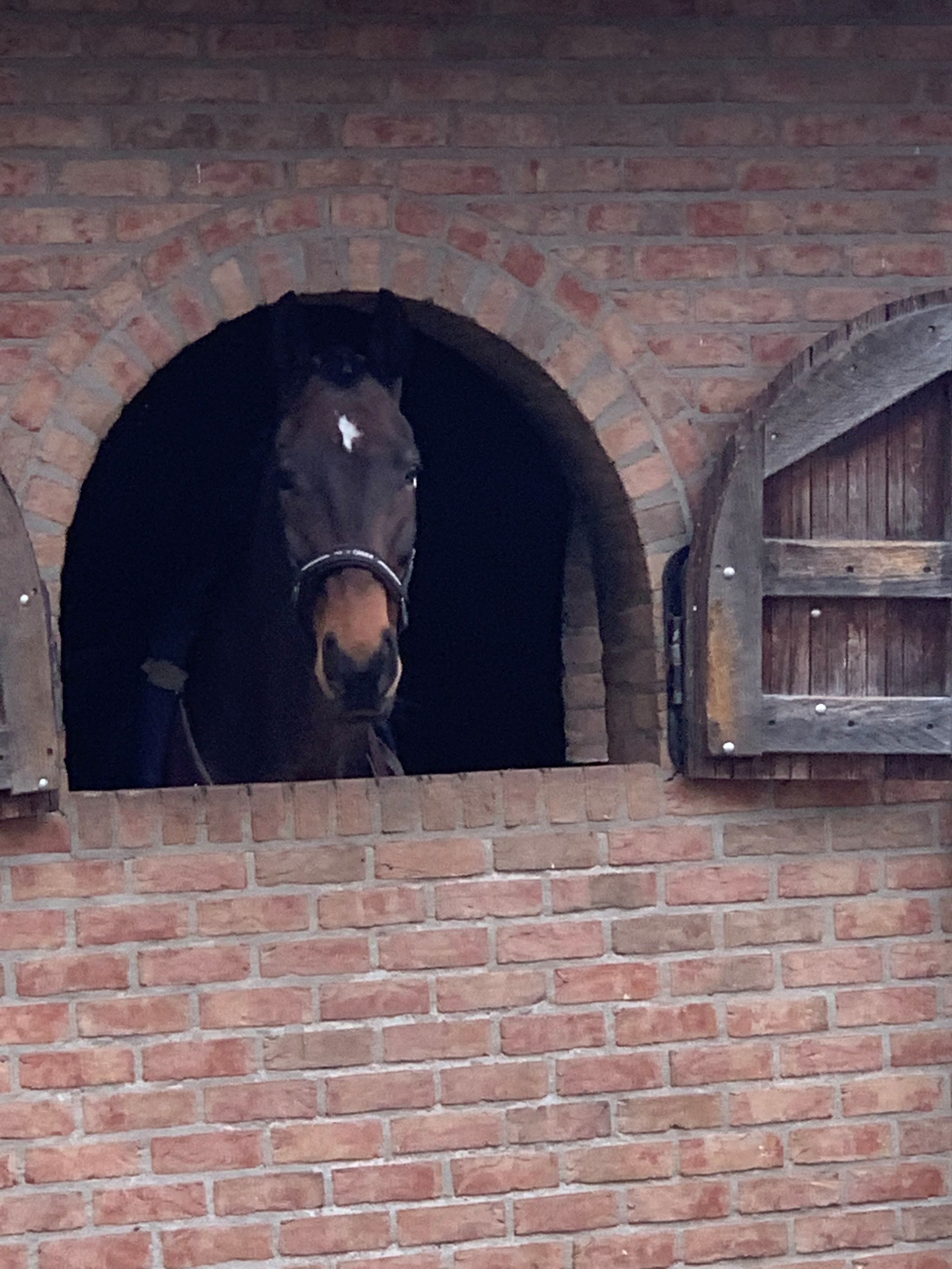 kwpn dressuurpaard ruin 13 years old bruin for sale - Photo 2