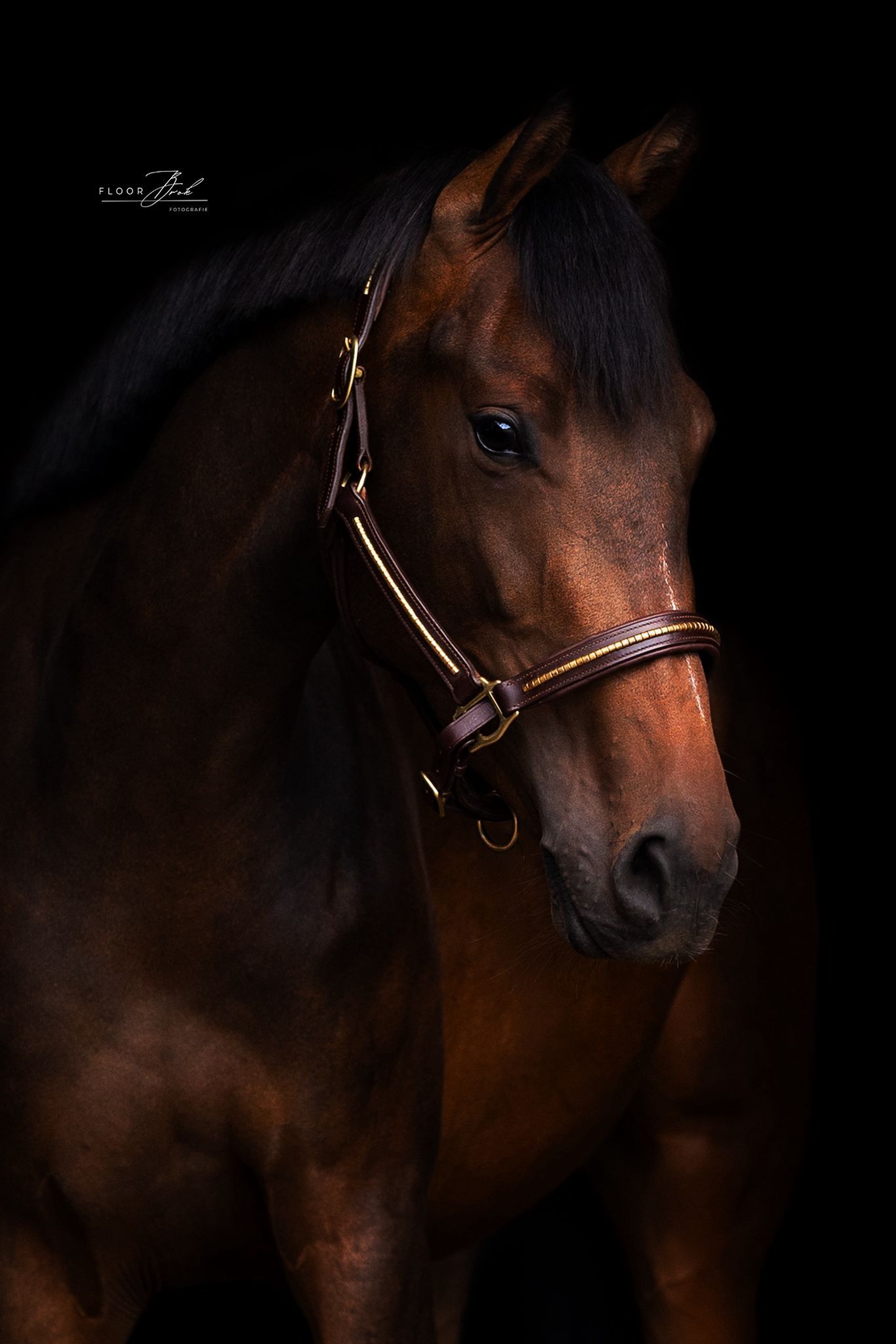 kwpn dressuurpaard merrie 3 years old bruin for sale - Photo 2