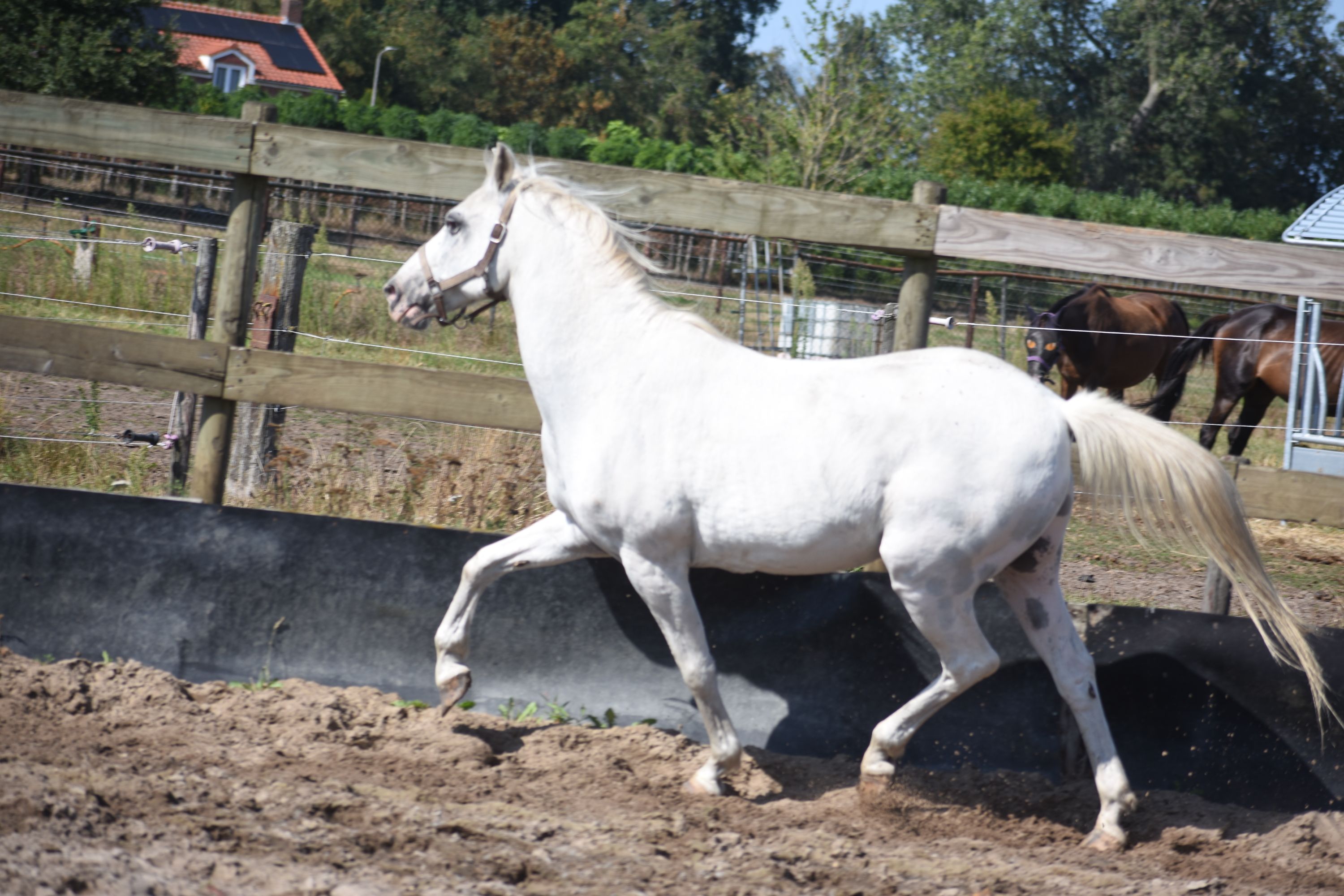 recreatie-pony ruin 19 years old for sale - Photo 5