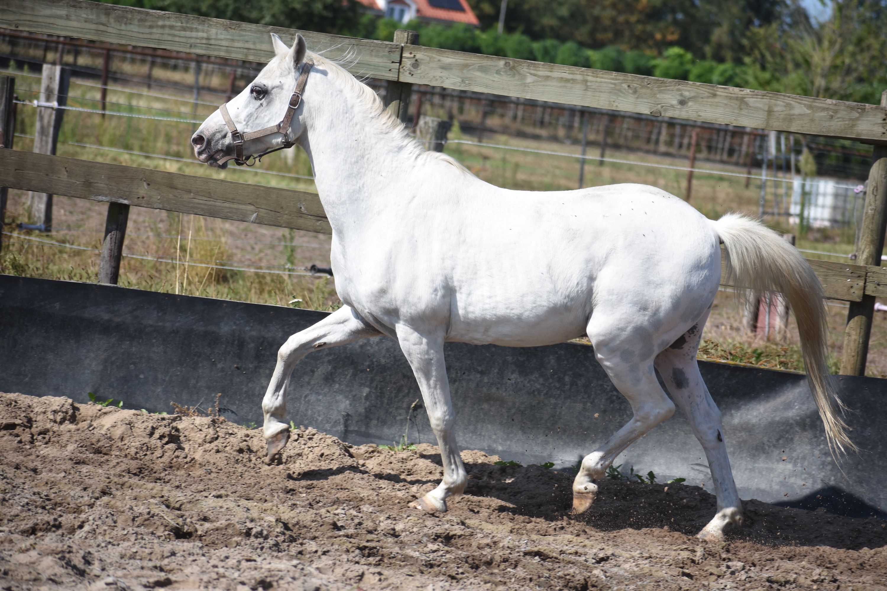 recreatie-pony ruin 19 years old for sale - Photo 2