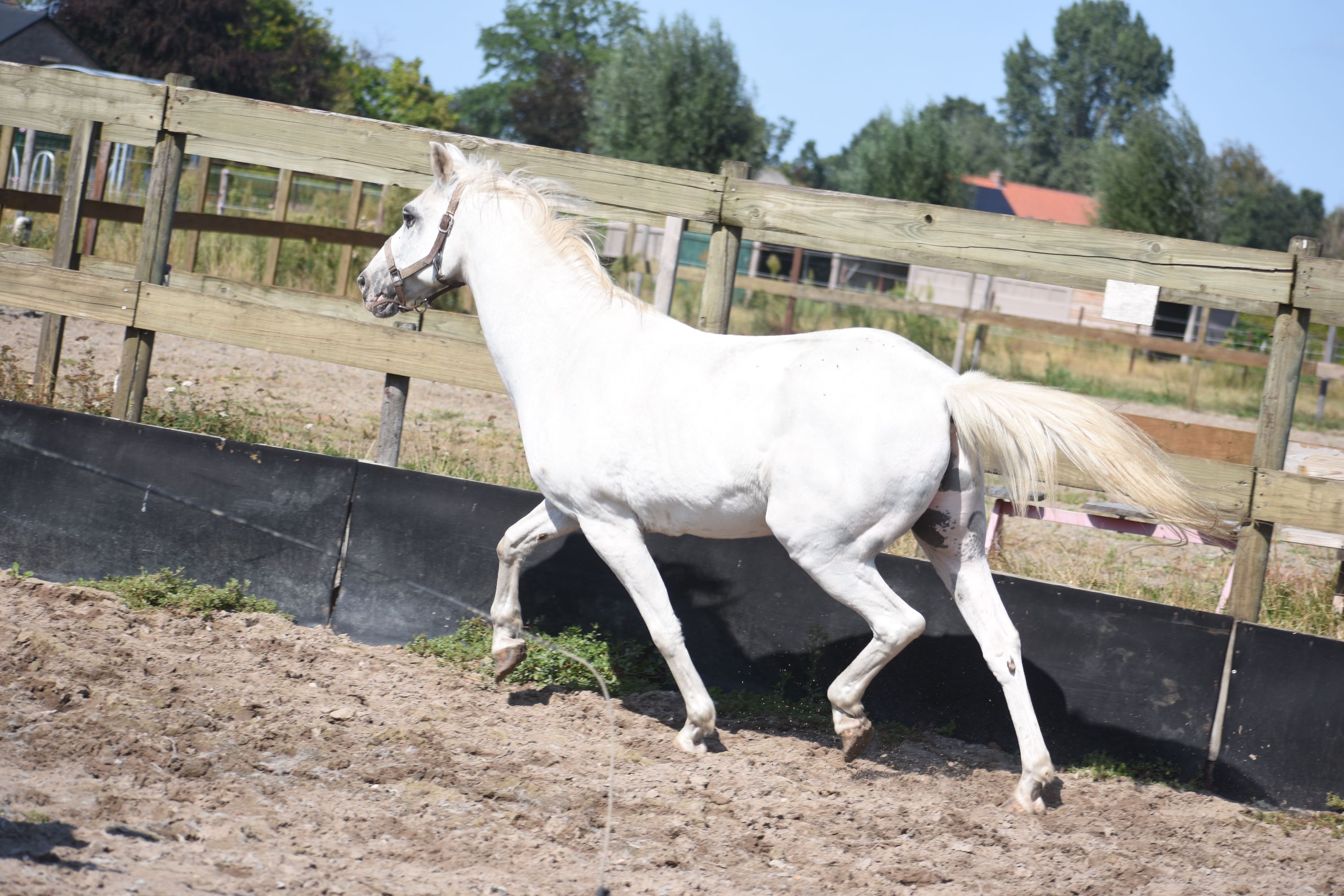 recreatie-pony ruin 19 years old for sale - Photo 4