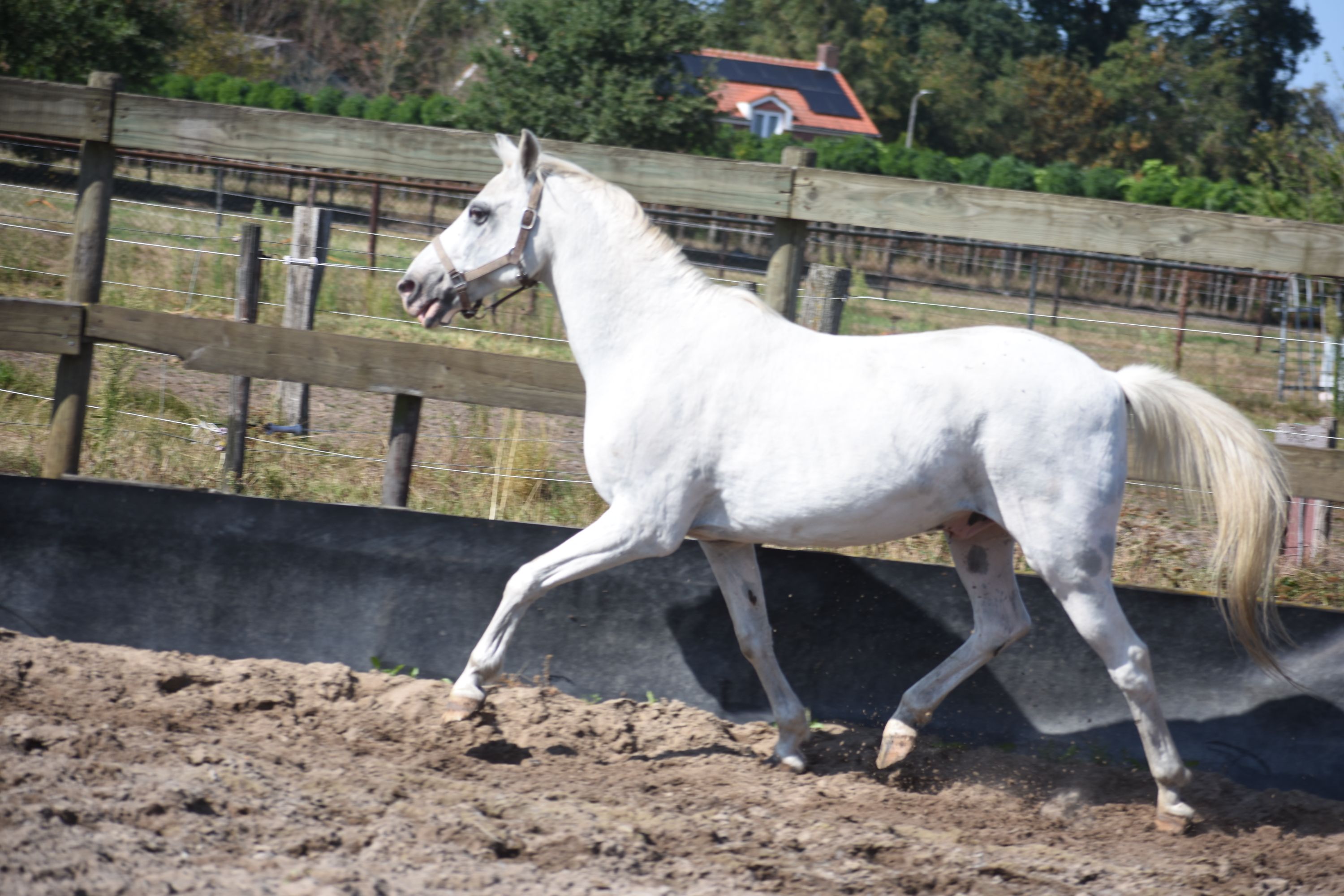 recreatie-pony ruin 19 years old for sale - Photo 6