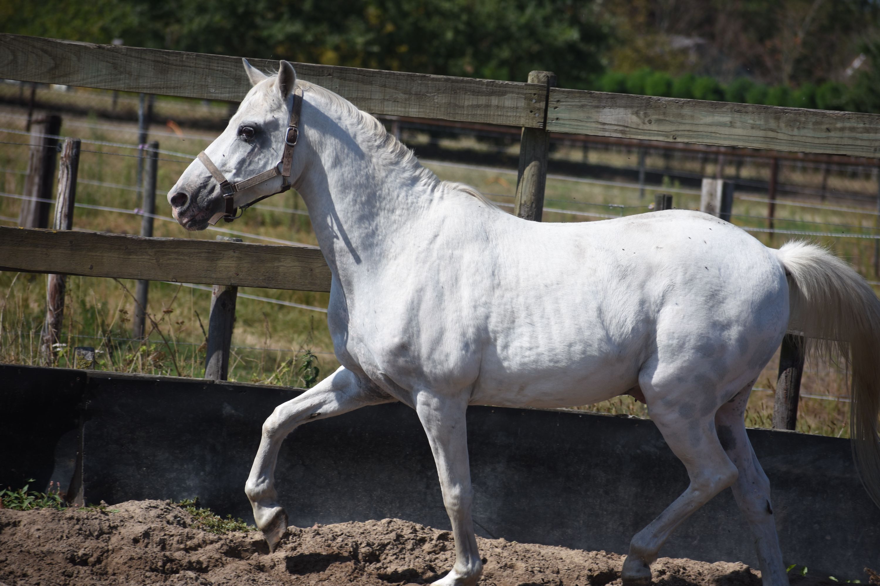 recreatie-pony ruin 19 years old for sale - Photo 3