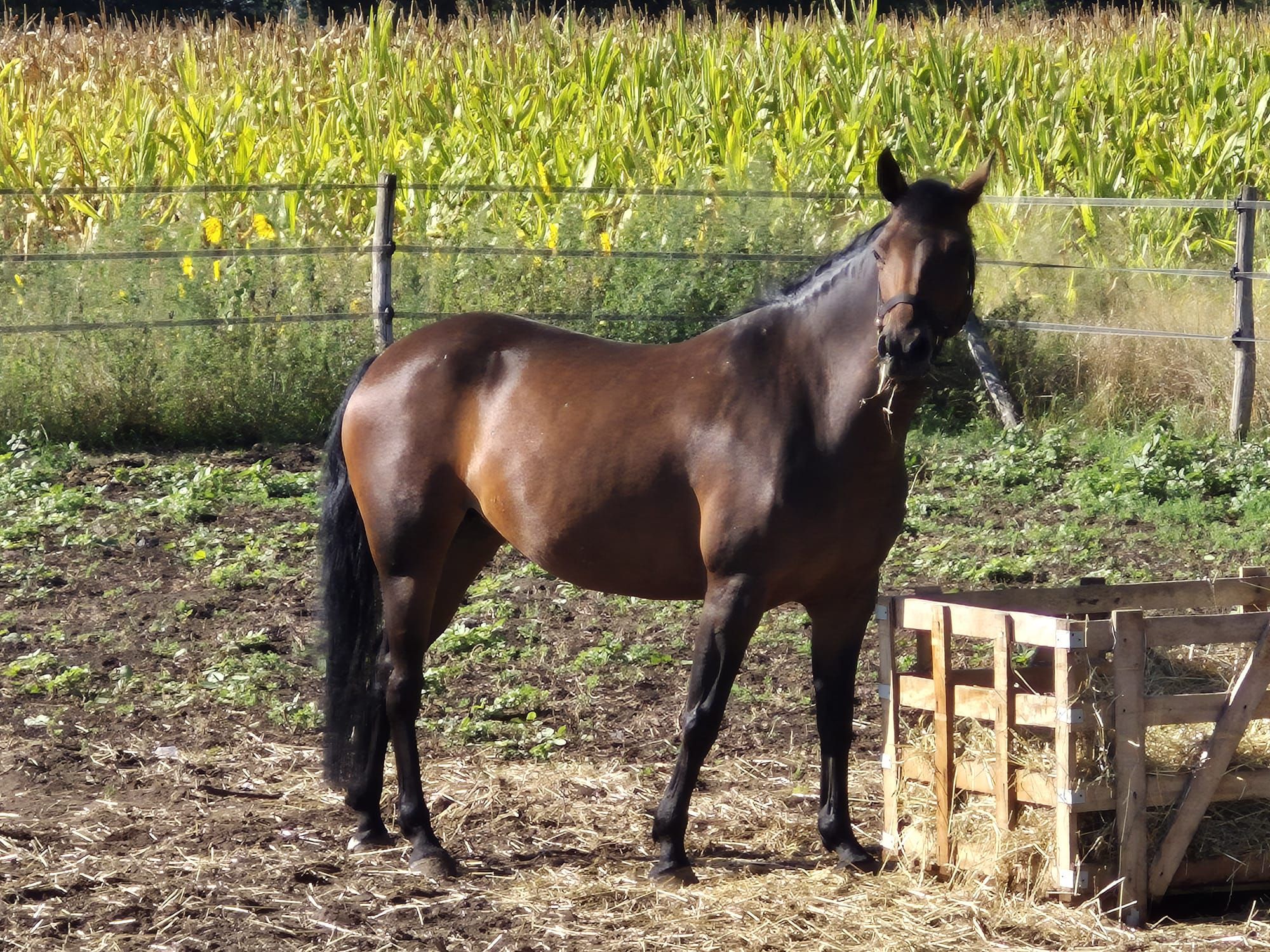 TE KOOP – Veertje | Sportieve C-pony met pit & springtalent