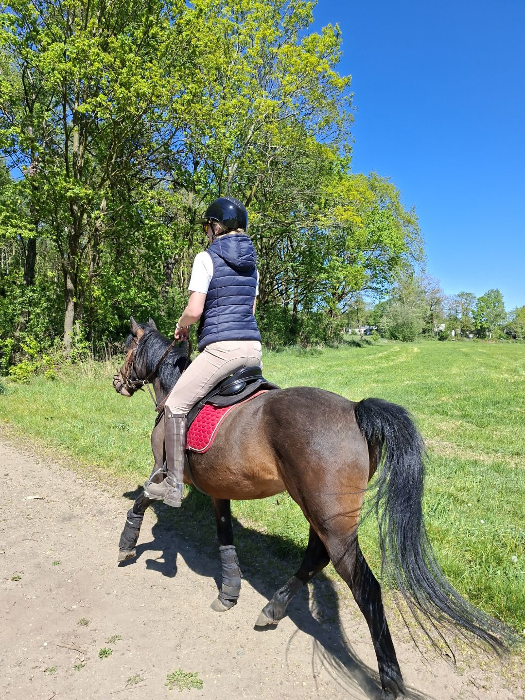 ander springpony merrie 9 years old donkerbruin for sale - Photo 2