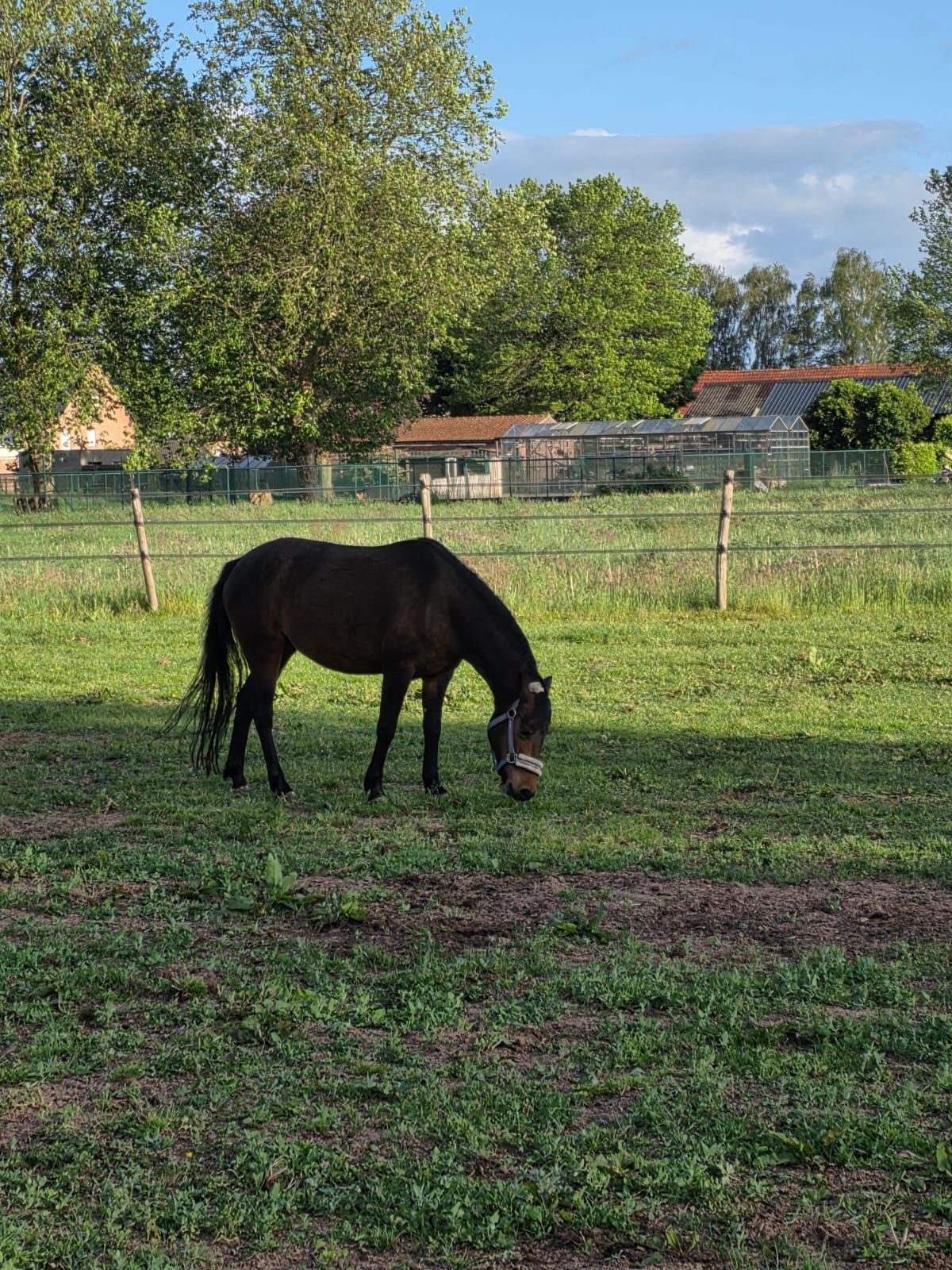 ander springpony merrie 9 years old donkerbruin for sale - Photo 3
