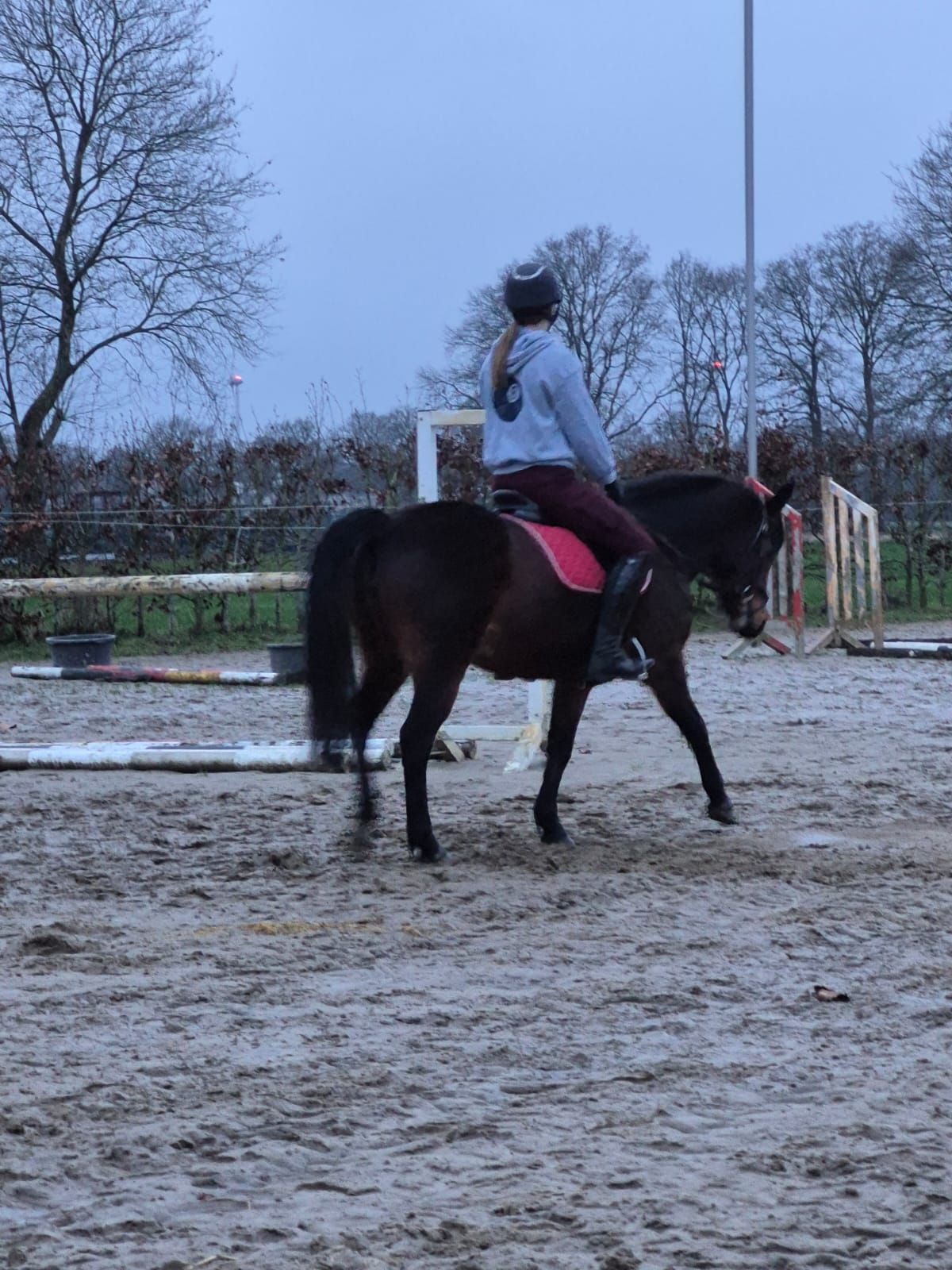 ander springpony merrie 9 years old donkerbruin for sale - Photo 4