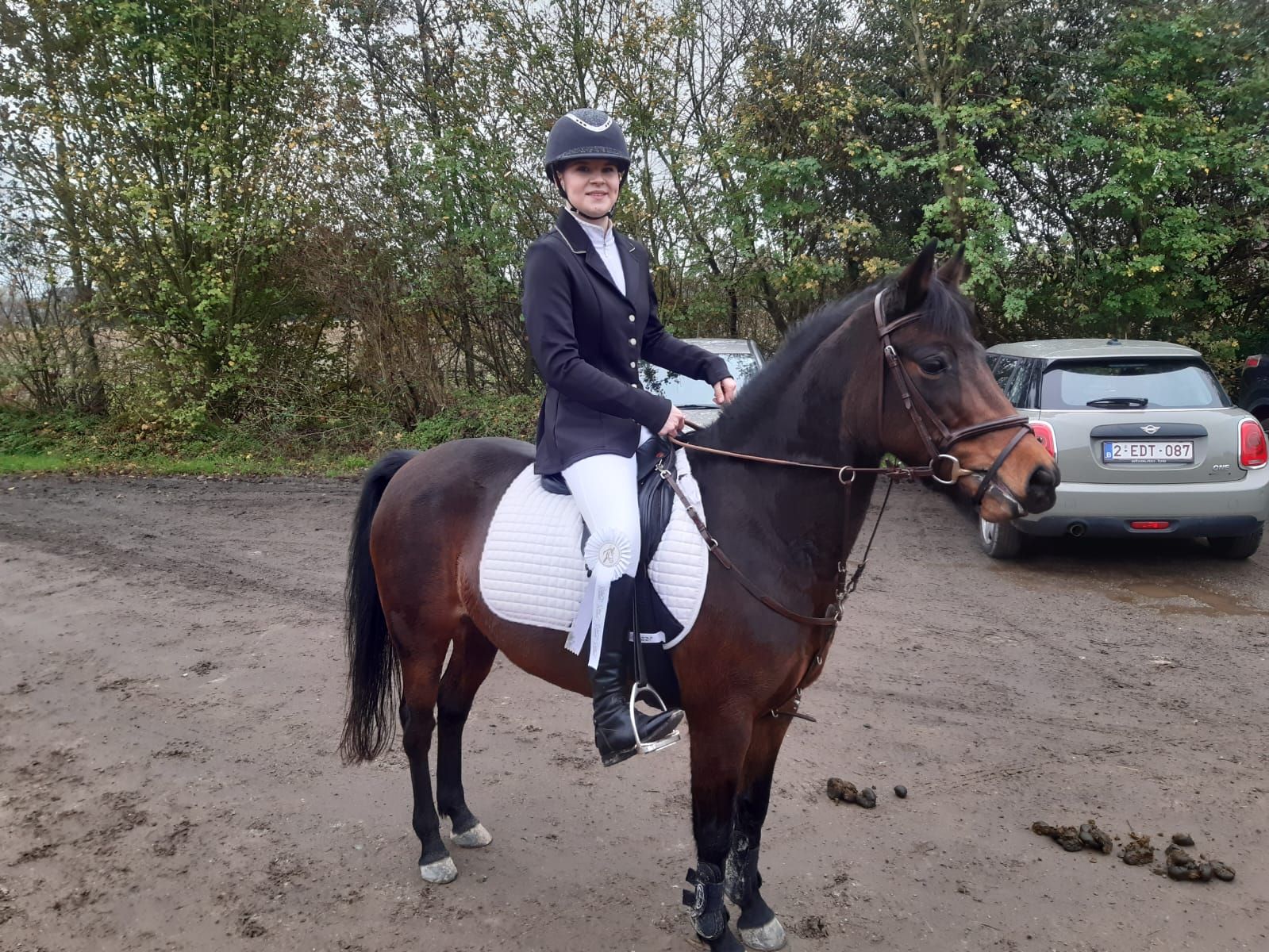 ander springpony merrie 9 years old donkerbruin for sale - Photo 6