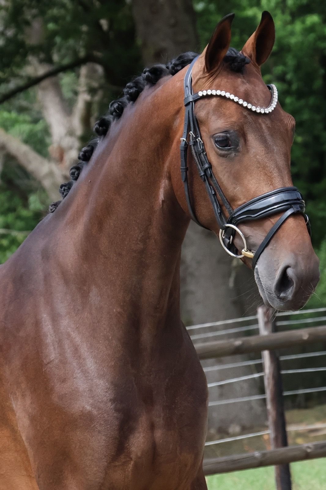 KWPN dressuurpaard merrie 3 سنوات donkerbruin للبيع - صورة 3