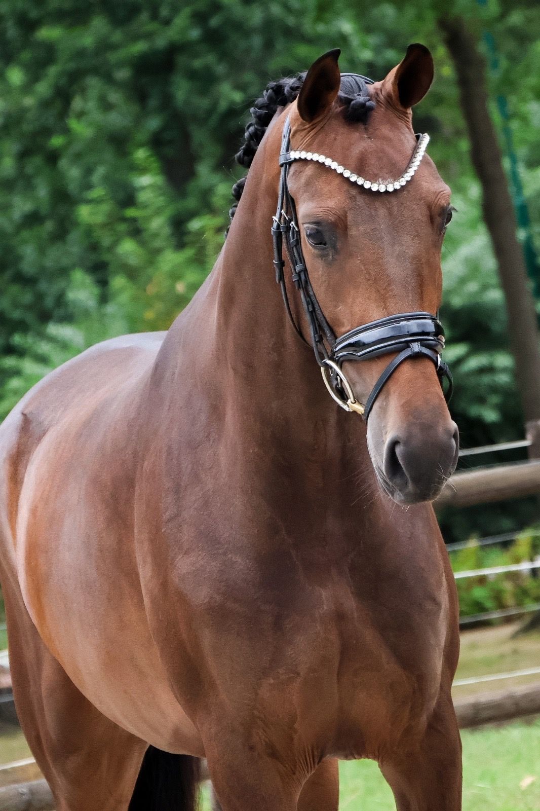KWPN dressuurpaard merrie 3 سنوات donkerbruin للبيع - صورة 2