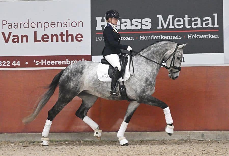 kwpn dressuurpaard ruin 9 سنوات schimmel للبيع - صورة 4