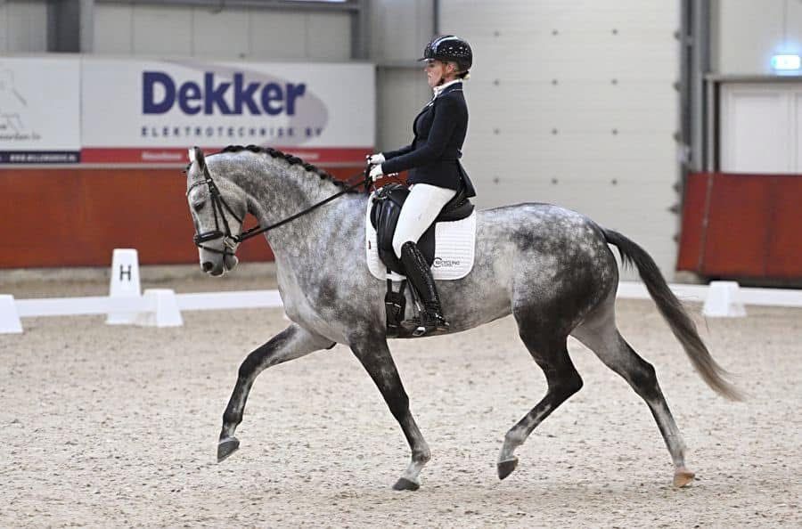kwpn dressuurpaard ruin 9 سنوات schimmel للبيع - صورة 3