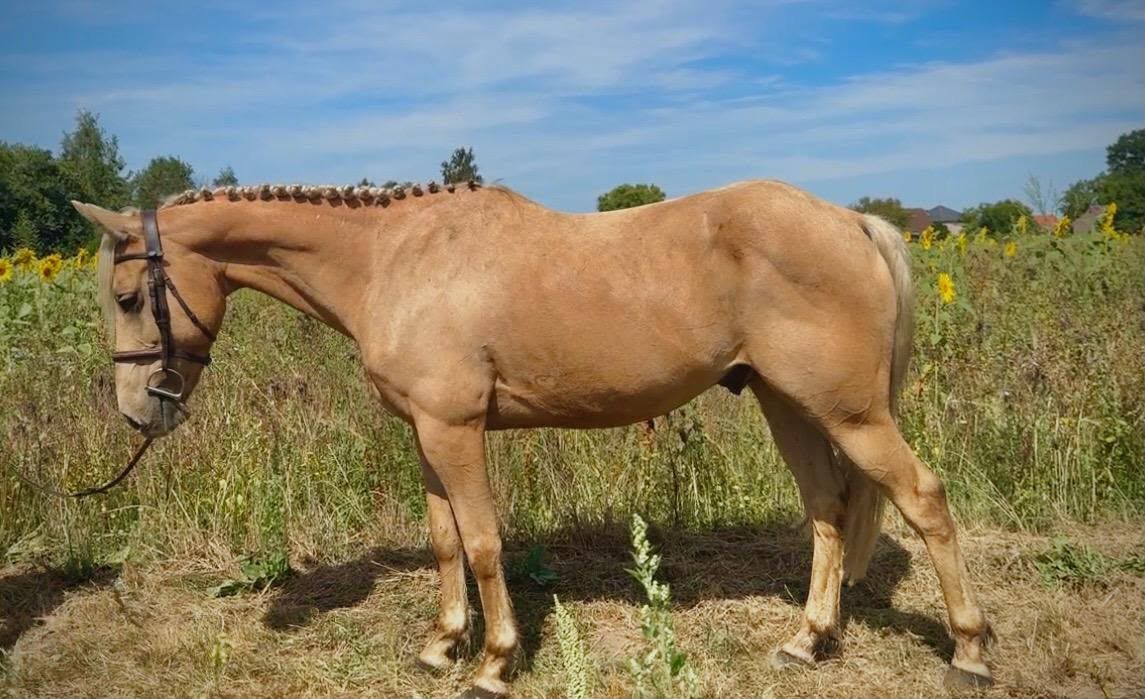 🐴 للبيع – Vino | حصان بالومينو وسيم بطول 1.47 متر 💛