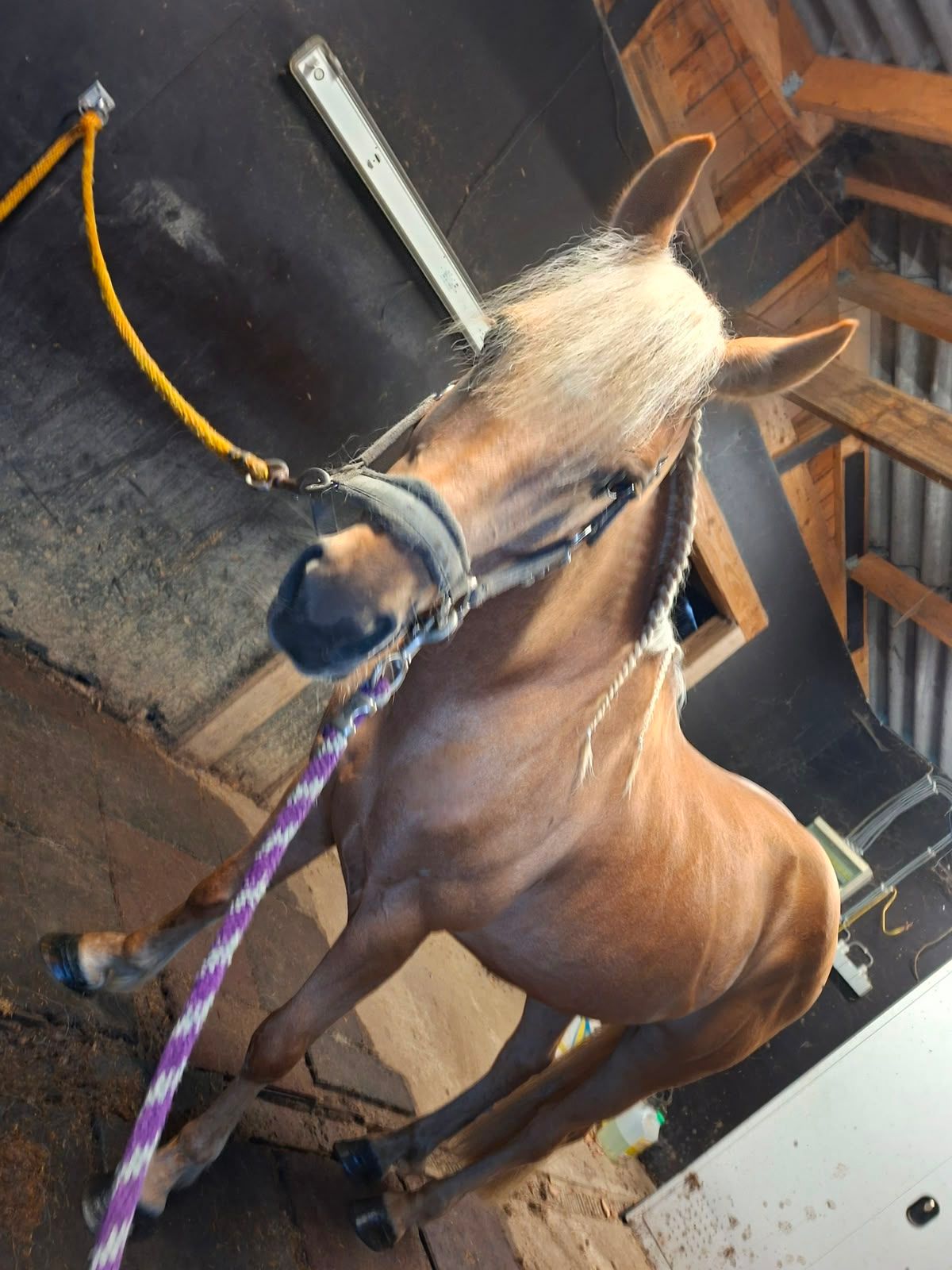 pony ruin 10 سنوات palomino للبيع - صورة 4