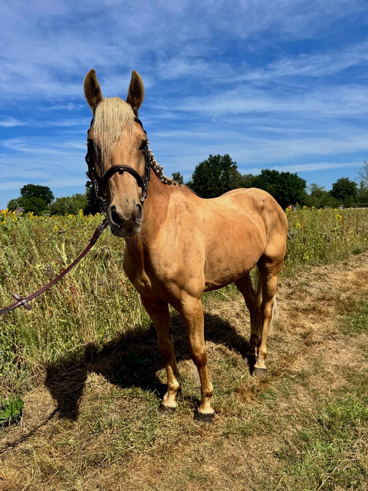 pony ruin 10 سنوات palomino للبيع - صورة 5