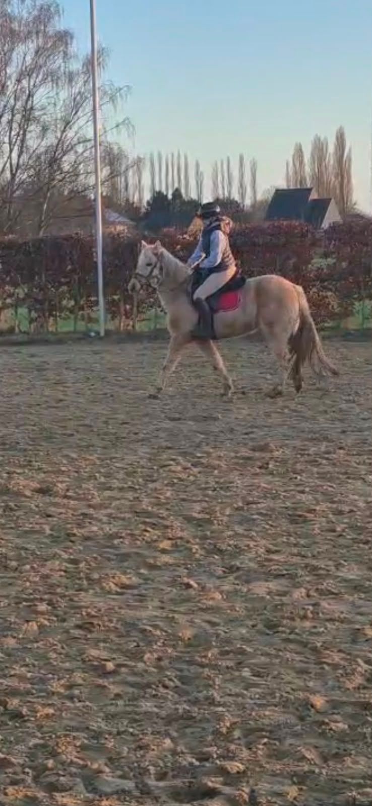 pony ruin 10 سنوات palomino للبيع - صورة 3
