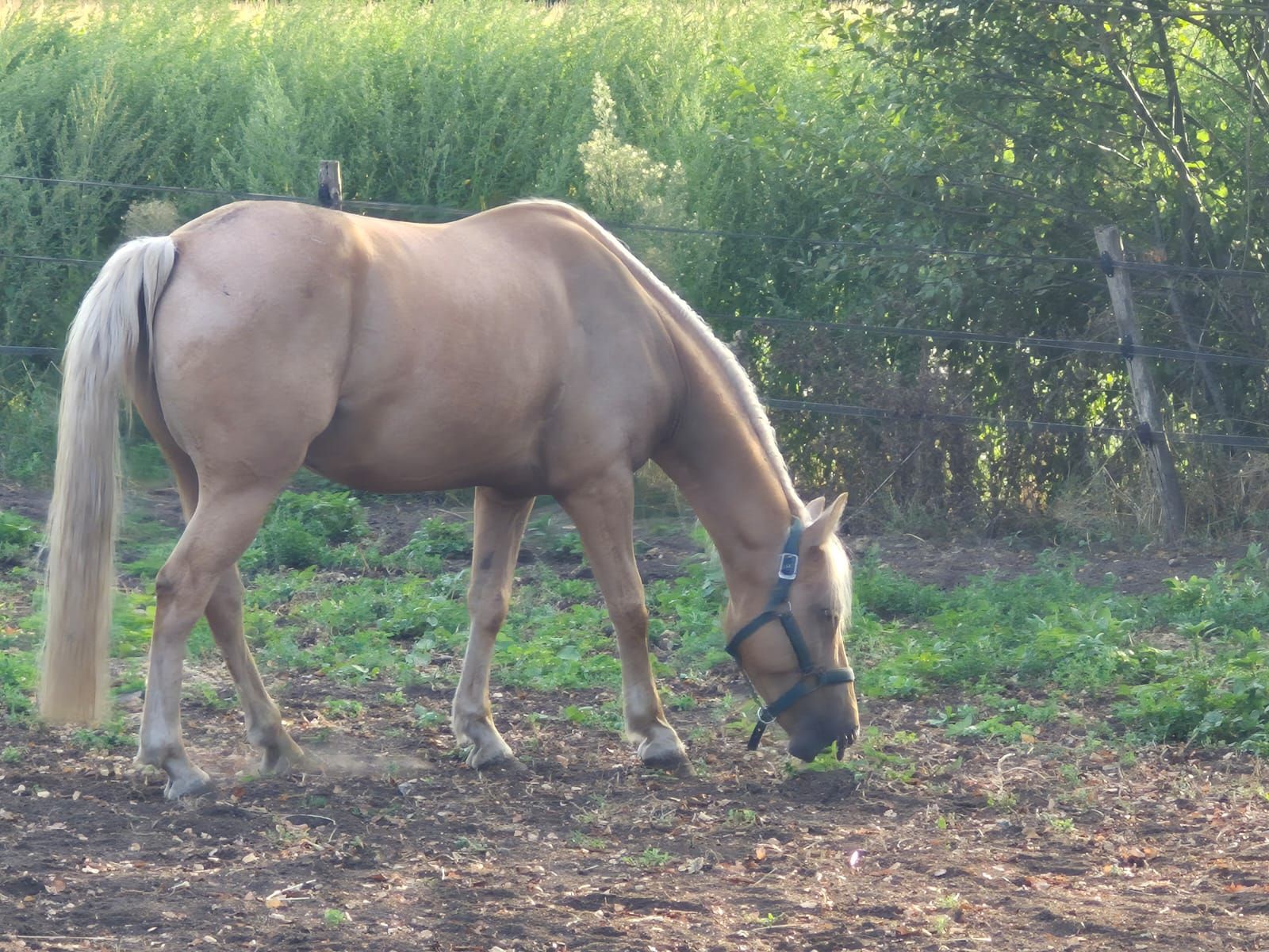 pony ruin 10 سنوات palomino للبيع - صورة 2
