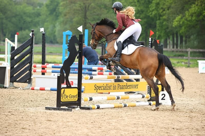 Talented 9-year-old showjumping mare for sale! (E-pony)