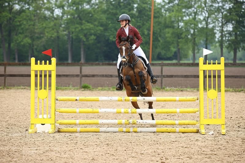 irish-sport-horse allround-pony merrie 9 years old donkerbruin for sale - Photo 2