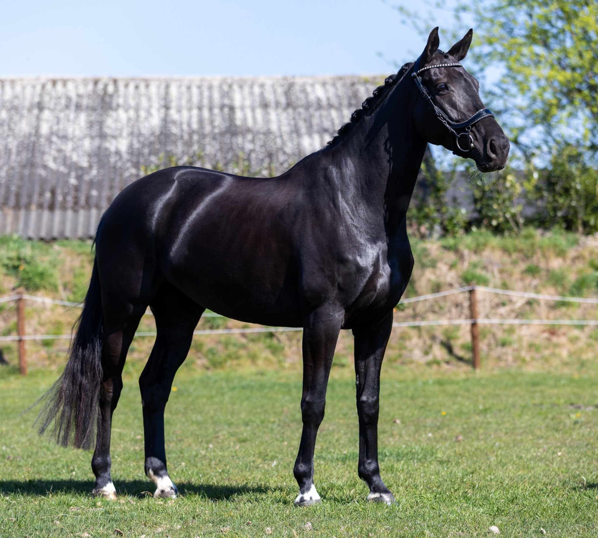 kwpn dressuurpaard merrie 6 سنوات zwart للبيع - صورة 2