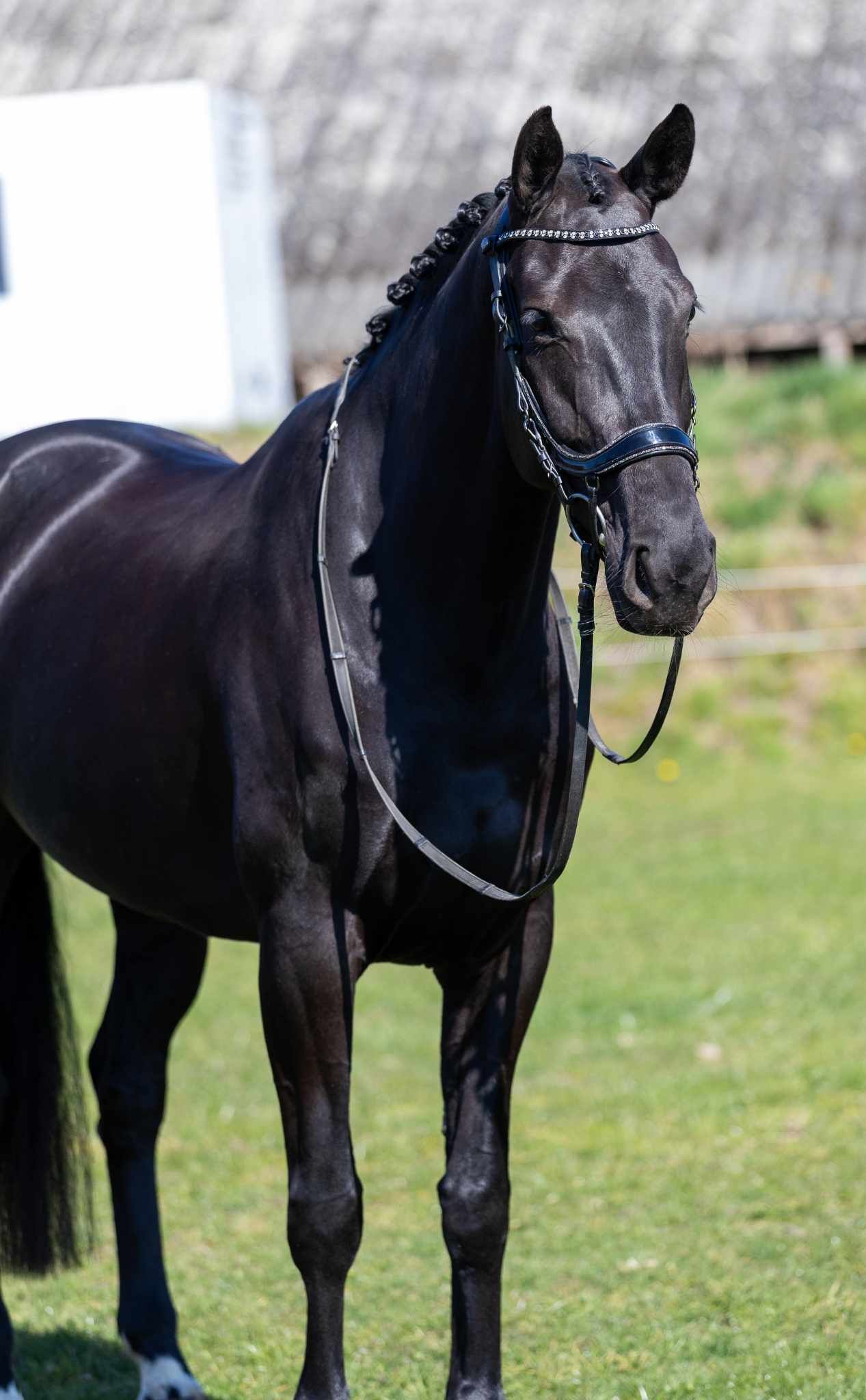 kwpn dressuurpaard merrie 6 سنوات zwart للبيع - صورة 3