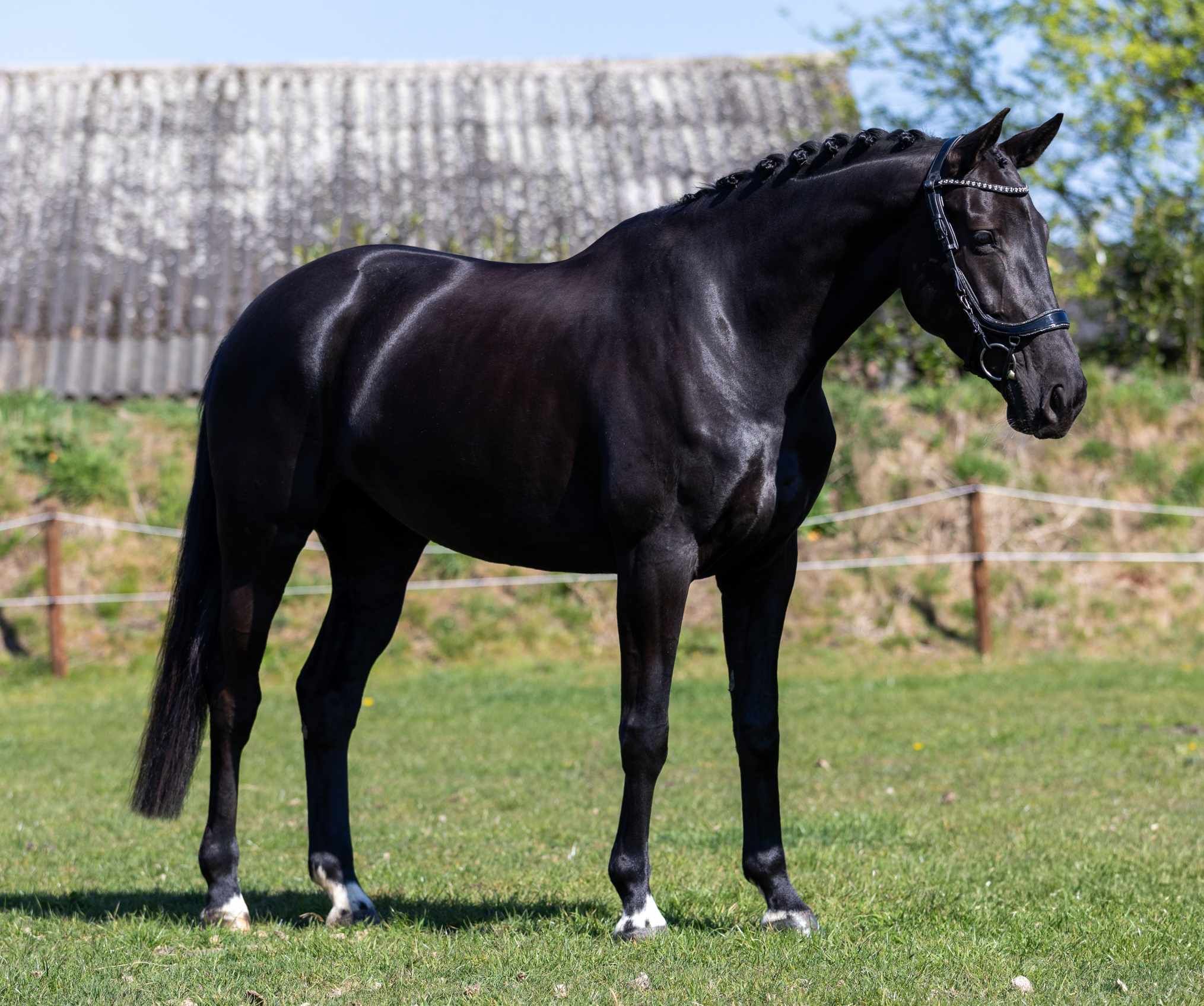 kwpn dressuurpaard merrie 6 سنوات zwart للبيع - صورة 4