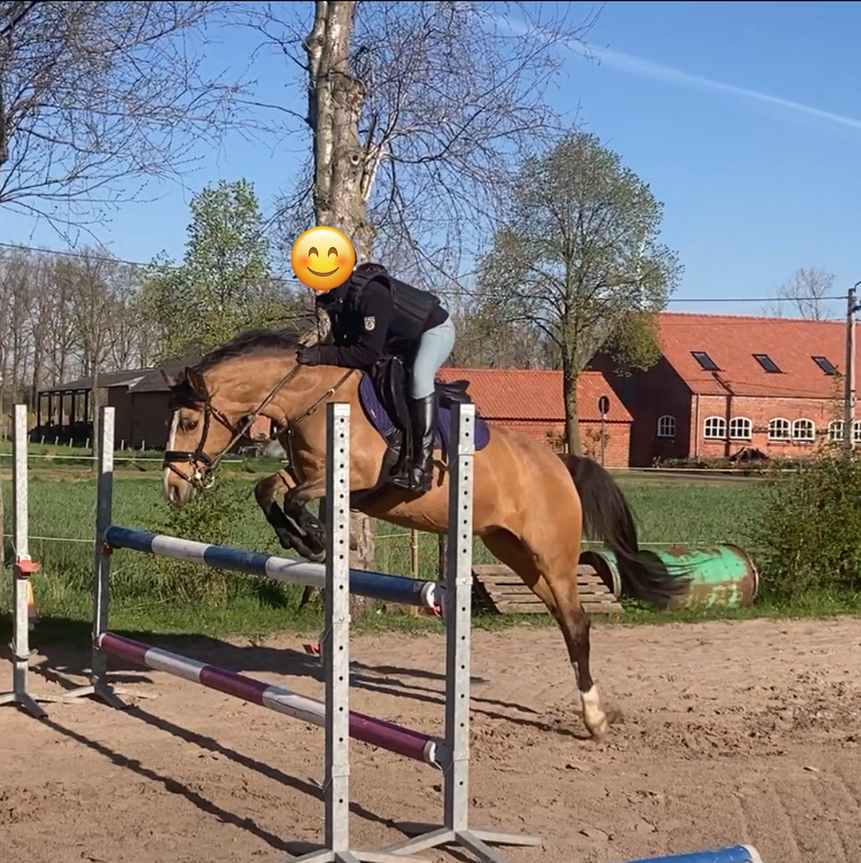 duitse-rijpony allround-pony merrie 17 سنوات andere-kleur للبيع - صورة 2
