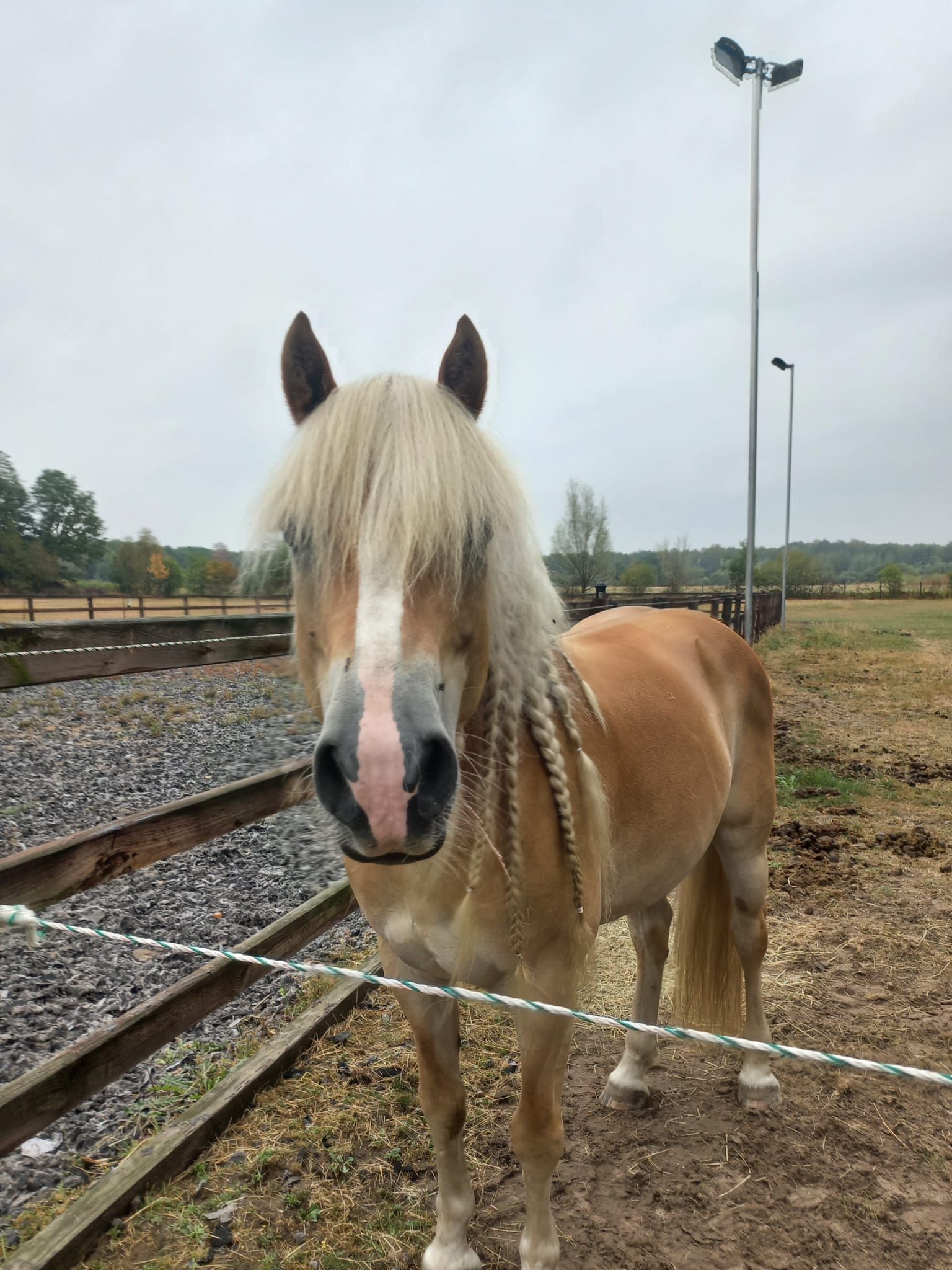 haflinger haflinger ruin 6 سنوات vos للبيع - صورة 5