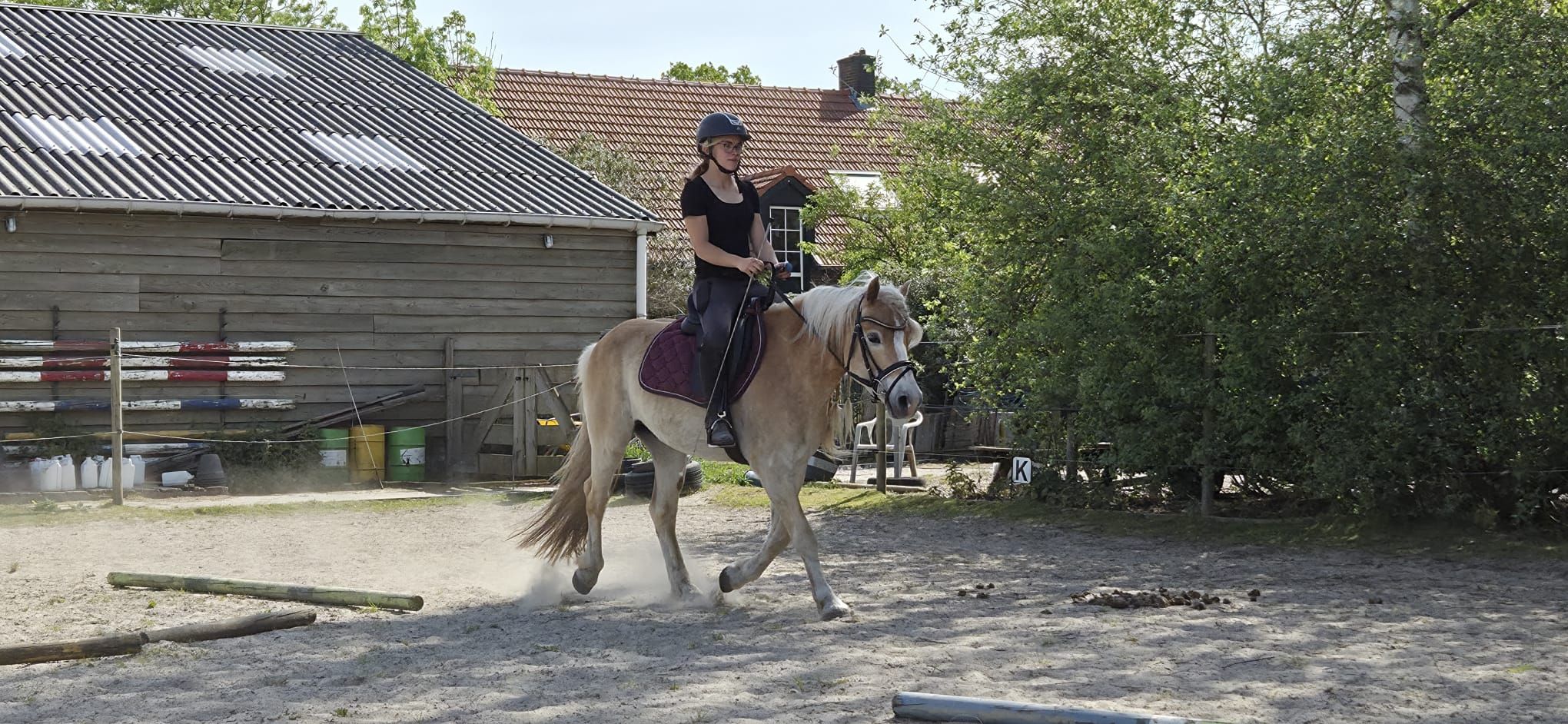 haflinger haflinger ruin 6 سنوات vos للبيع - صورة 3