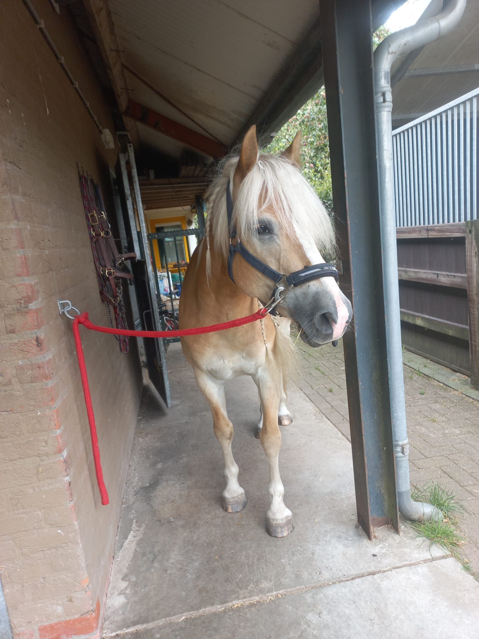 haflinger haflinger ruin 6 سنوات vos للبيع - صورة 4