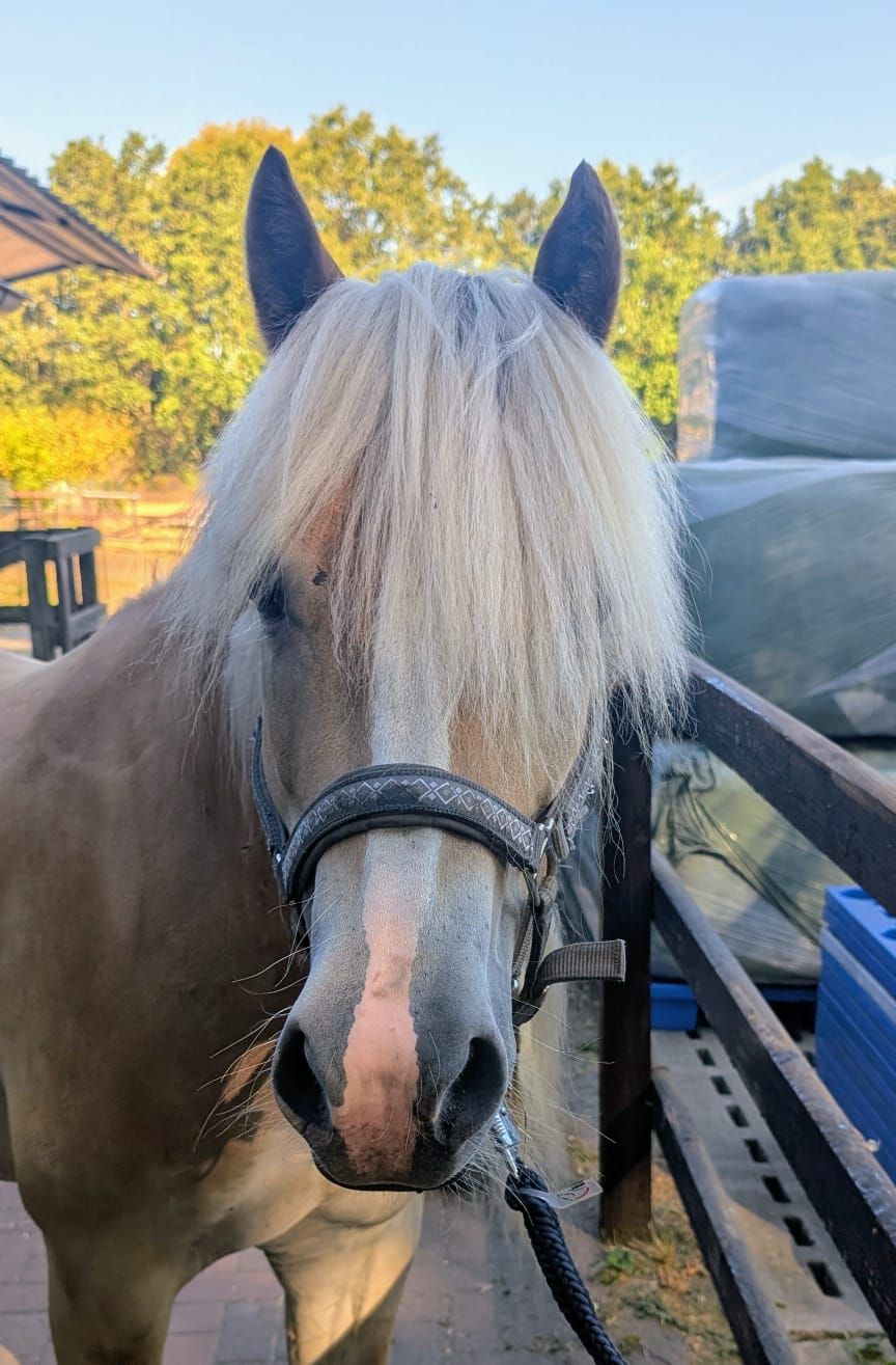 haflinger haflinger ruin 6 سنوات vos للبيع - صورة 2