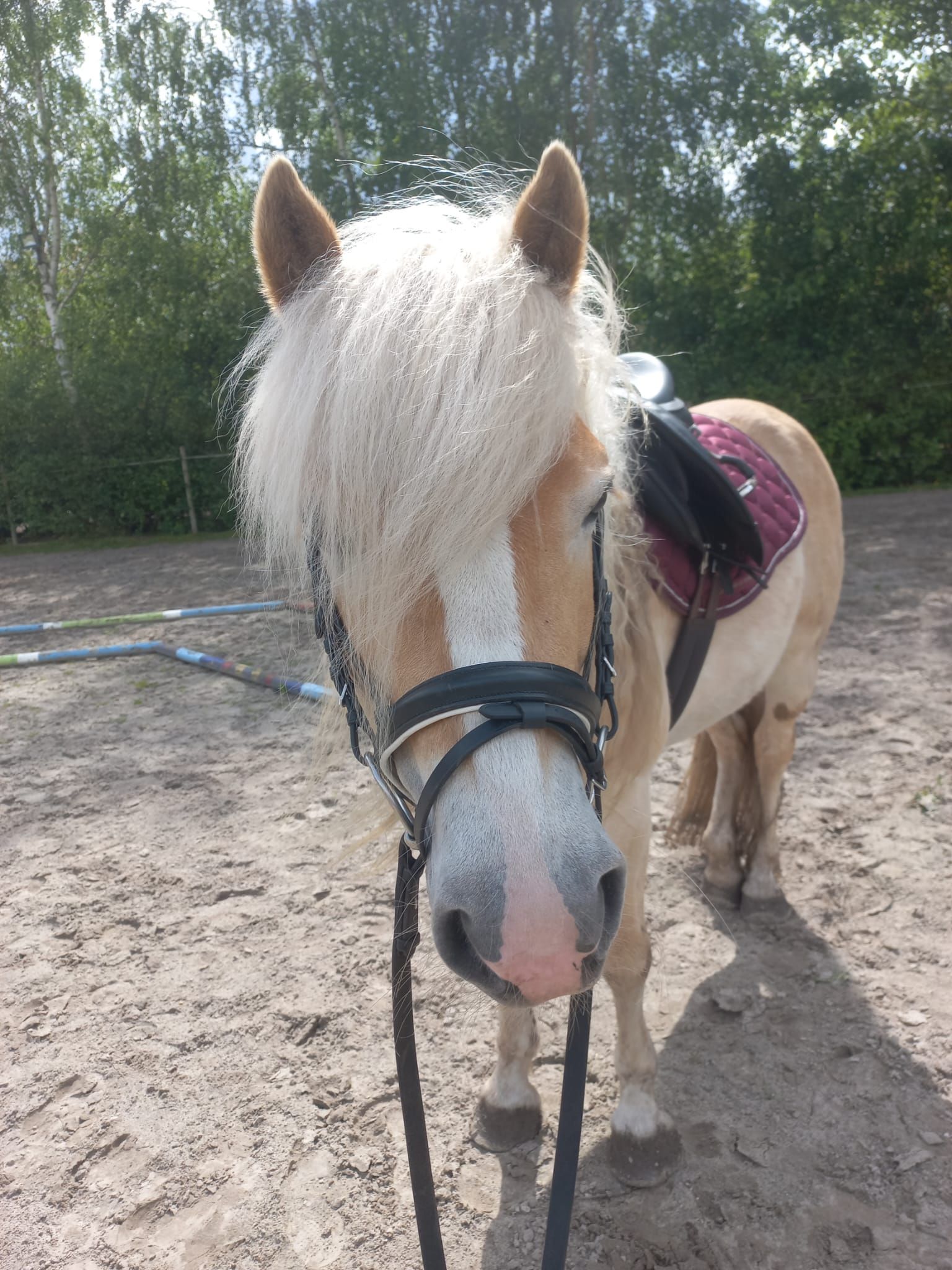 haflinger haflinger ruin 6 سنوات vos للبيع - صورة 6