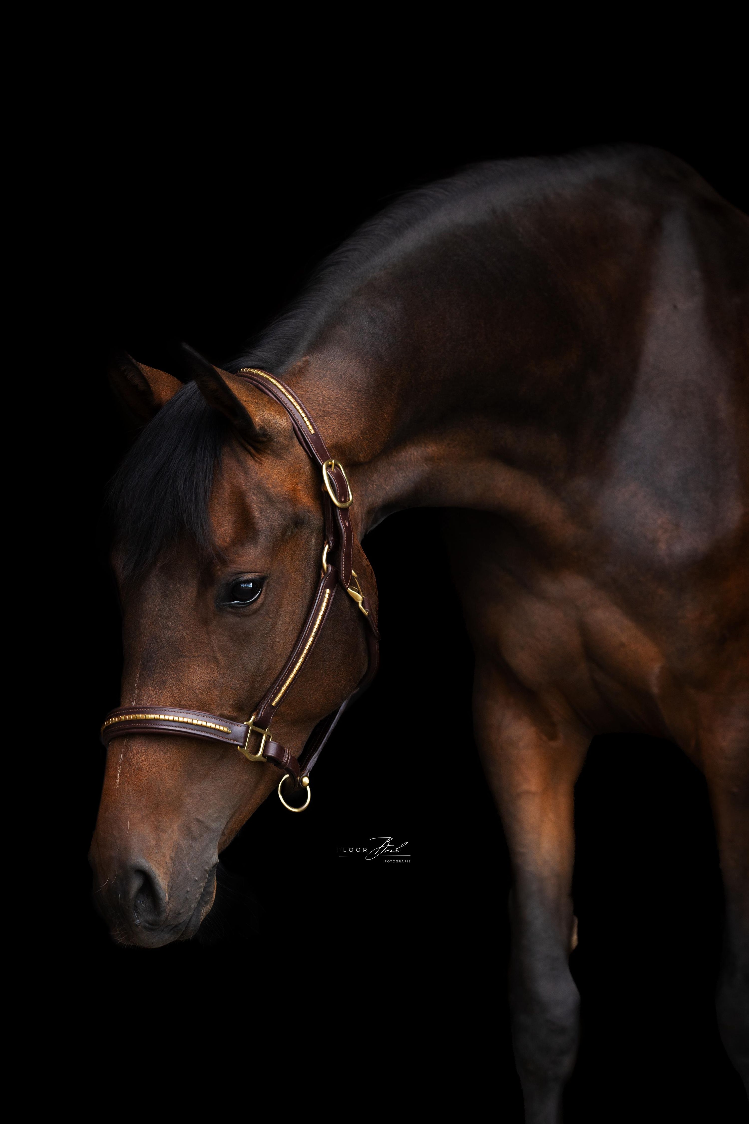 kwpn dressuurpaard merrie 3 years old bruin for sale - Photo 3