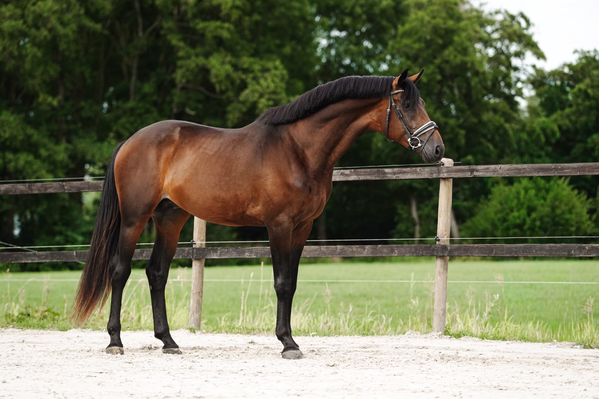 kwpn dressuurpaard hengst 3 سنوات donkerbruin للبيع - صورة 2