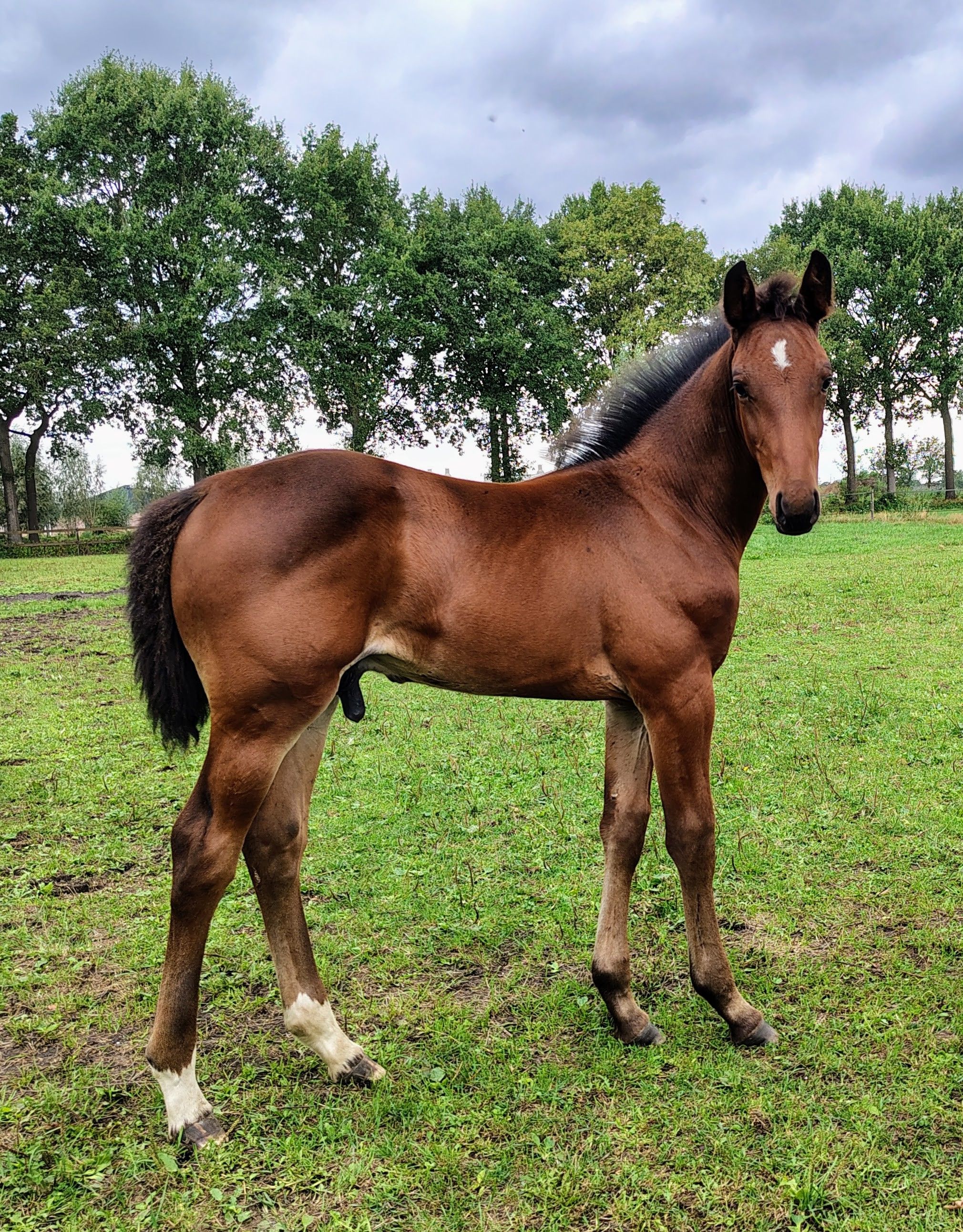مهر فحل Eldorado vd Zeshoek x Emerald vh Ruytershof = دم قفز خارق