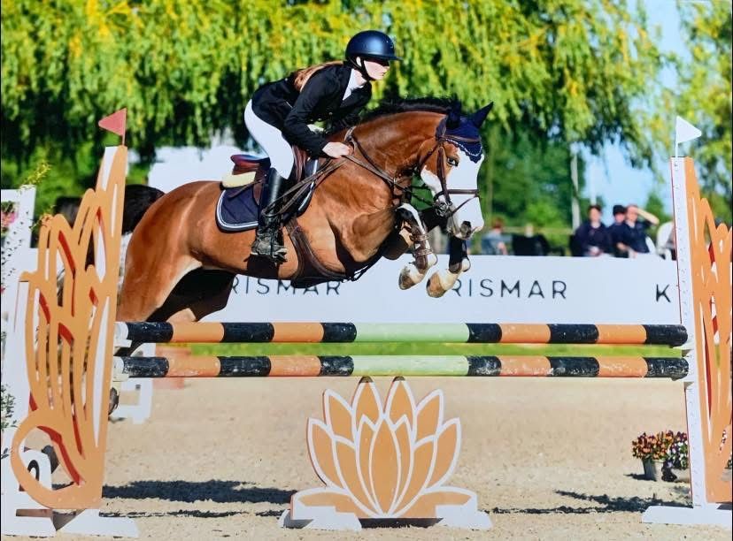 bwp springpony merrie 10 سنوات donkerbruin للبيع - صورة 5